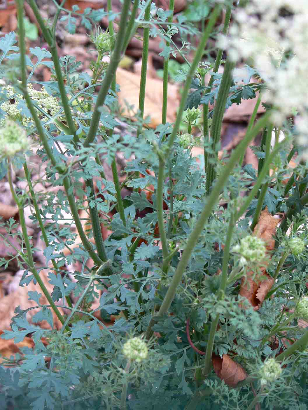 Apiacea - Daucus carota