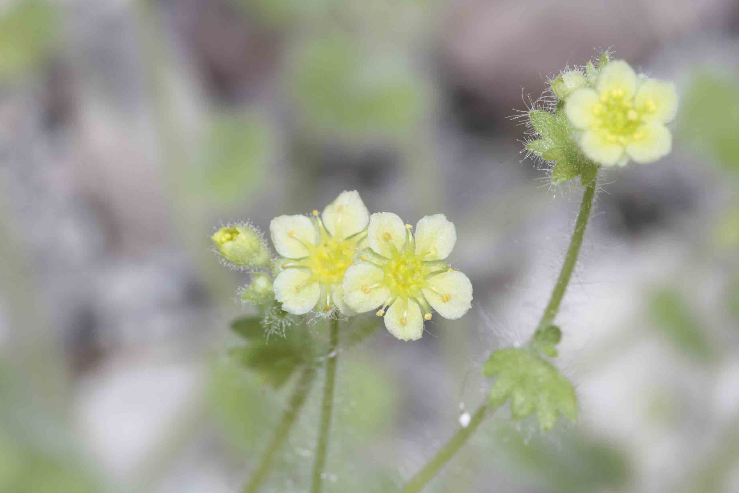 Saxifraga arachnoidea  / Sassifraga ragnatelosa
