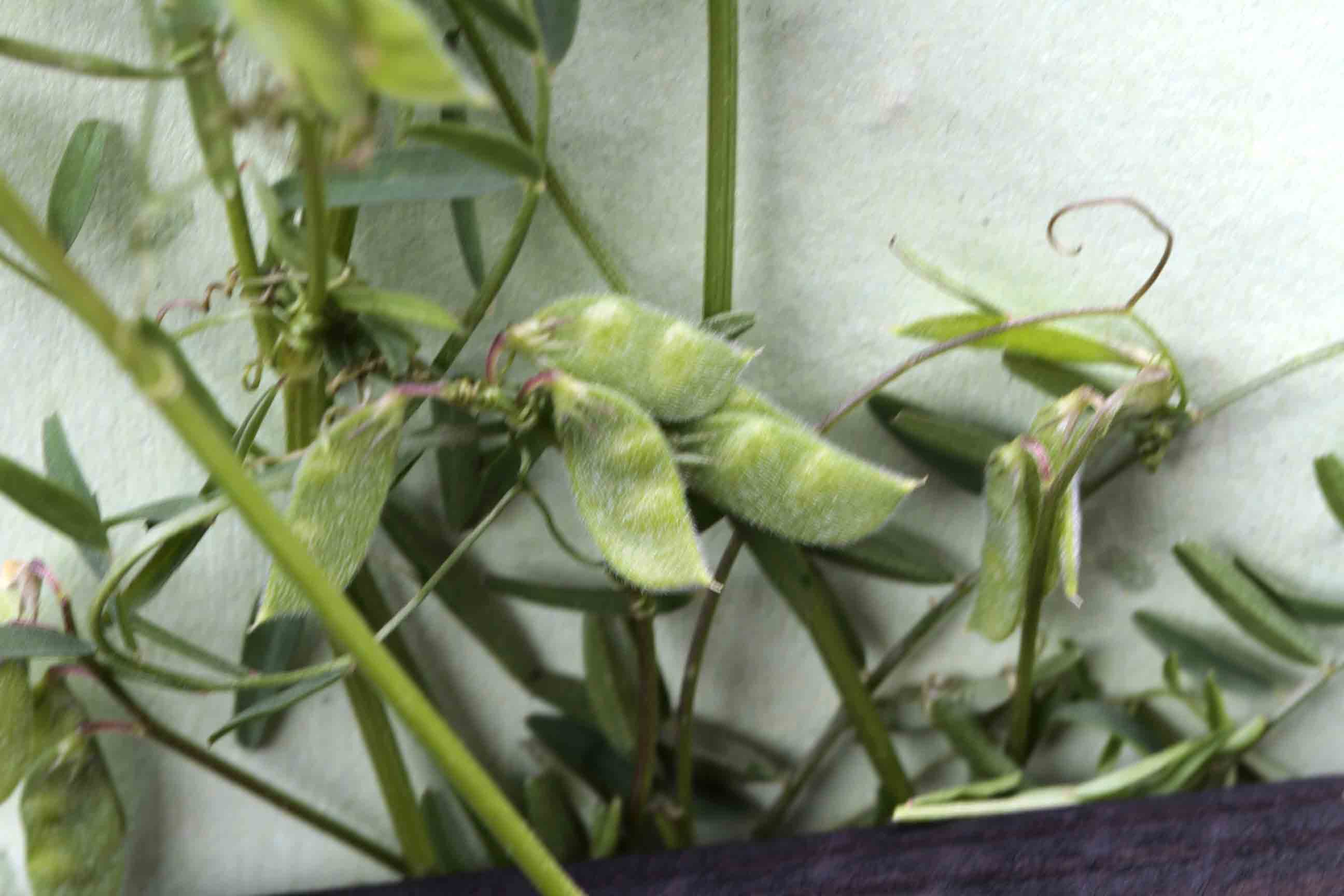 Ervilia hirsuta (=Vicia hirsuta) / Veccia tentennina