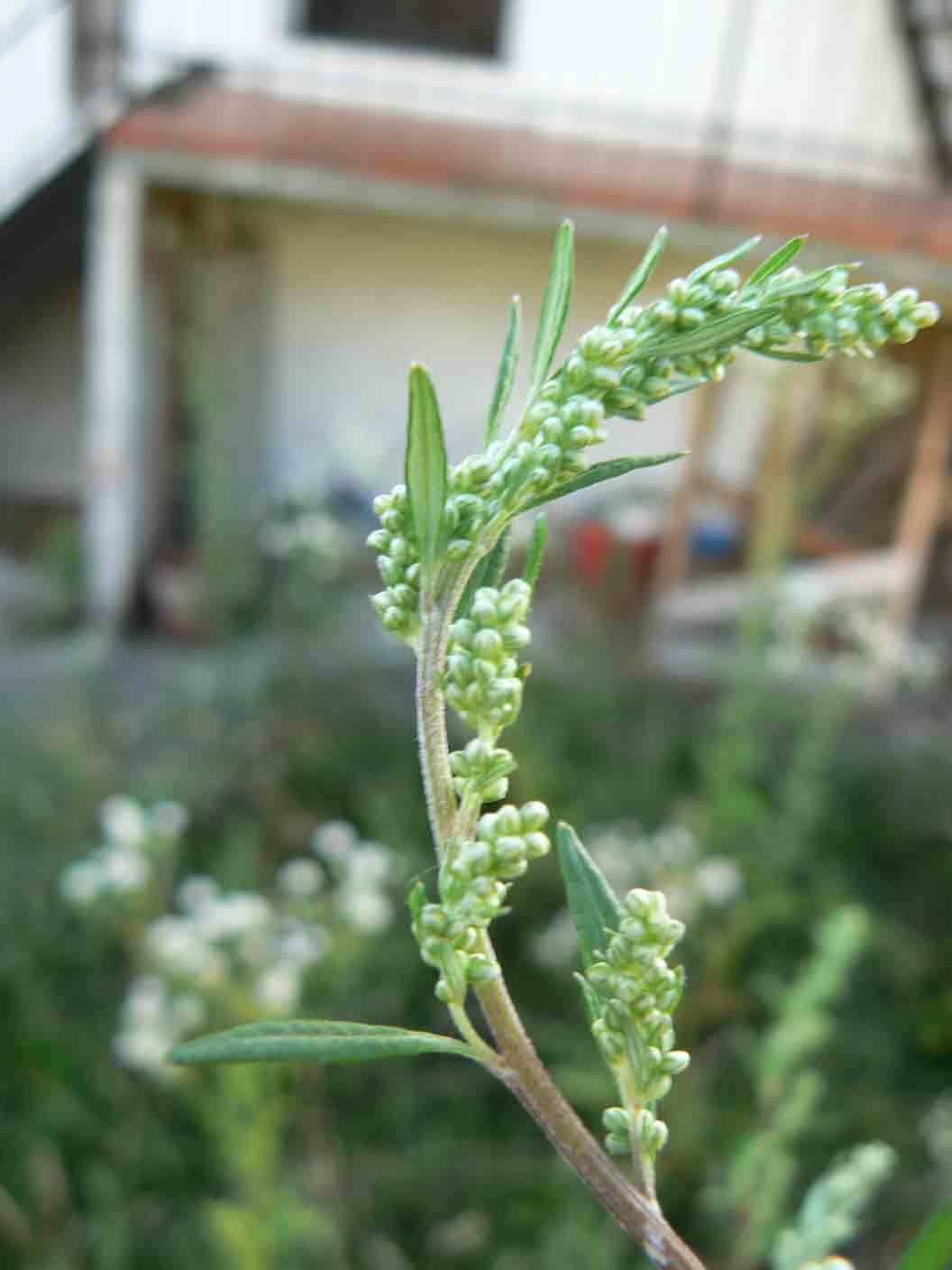 Artemisia vulgaris
