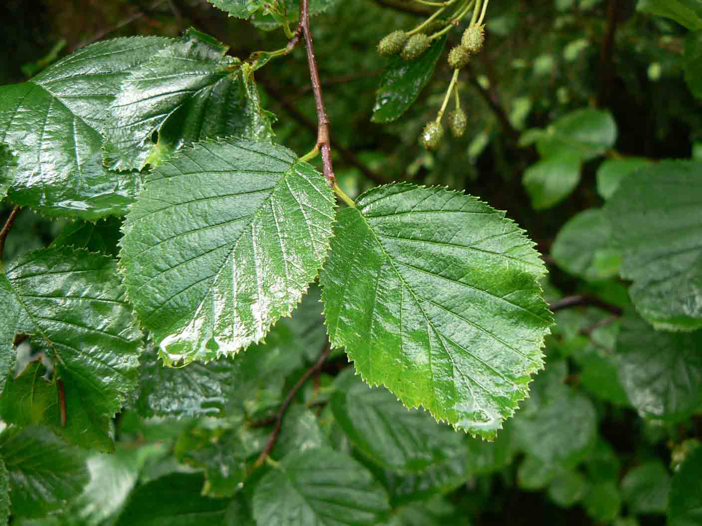 Alnus viridis / Ontano verde
