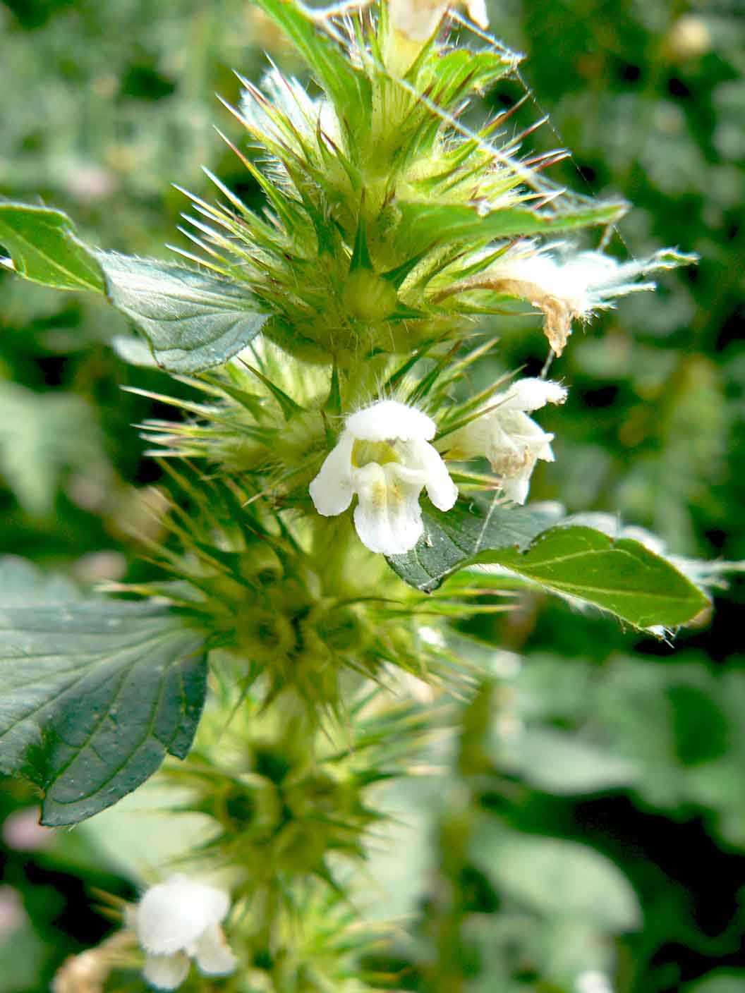 Galeopsis tetrahit / Canapetta comune