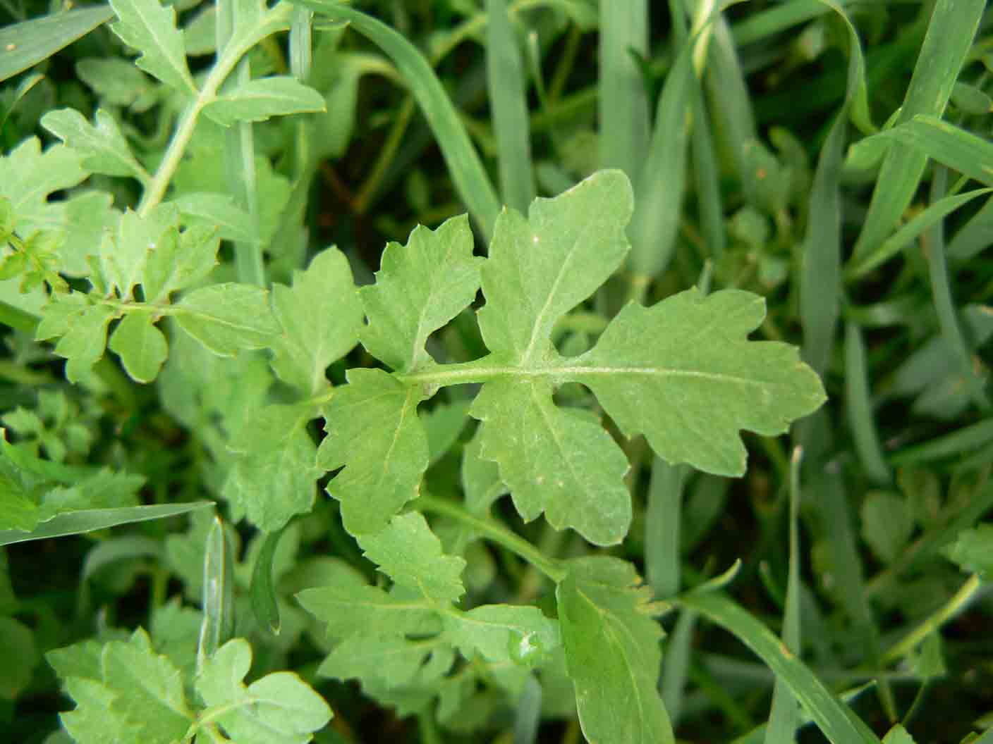 Rorippa sylvestris /  Crescione radicina