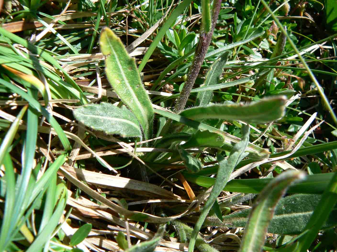 Biscutella laevigata / Biscutella montanina