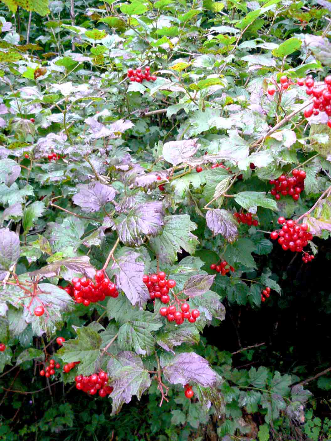 Viburnum opulus