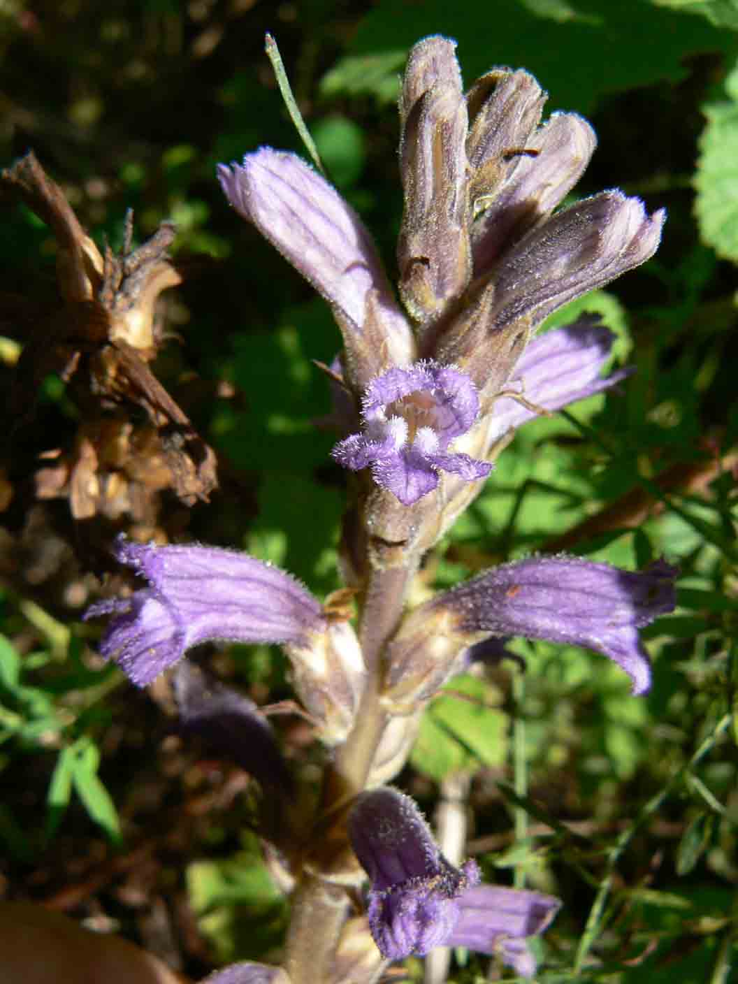 Orobanche purpurea / Succiamele azzurro