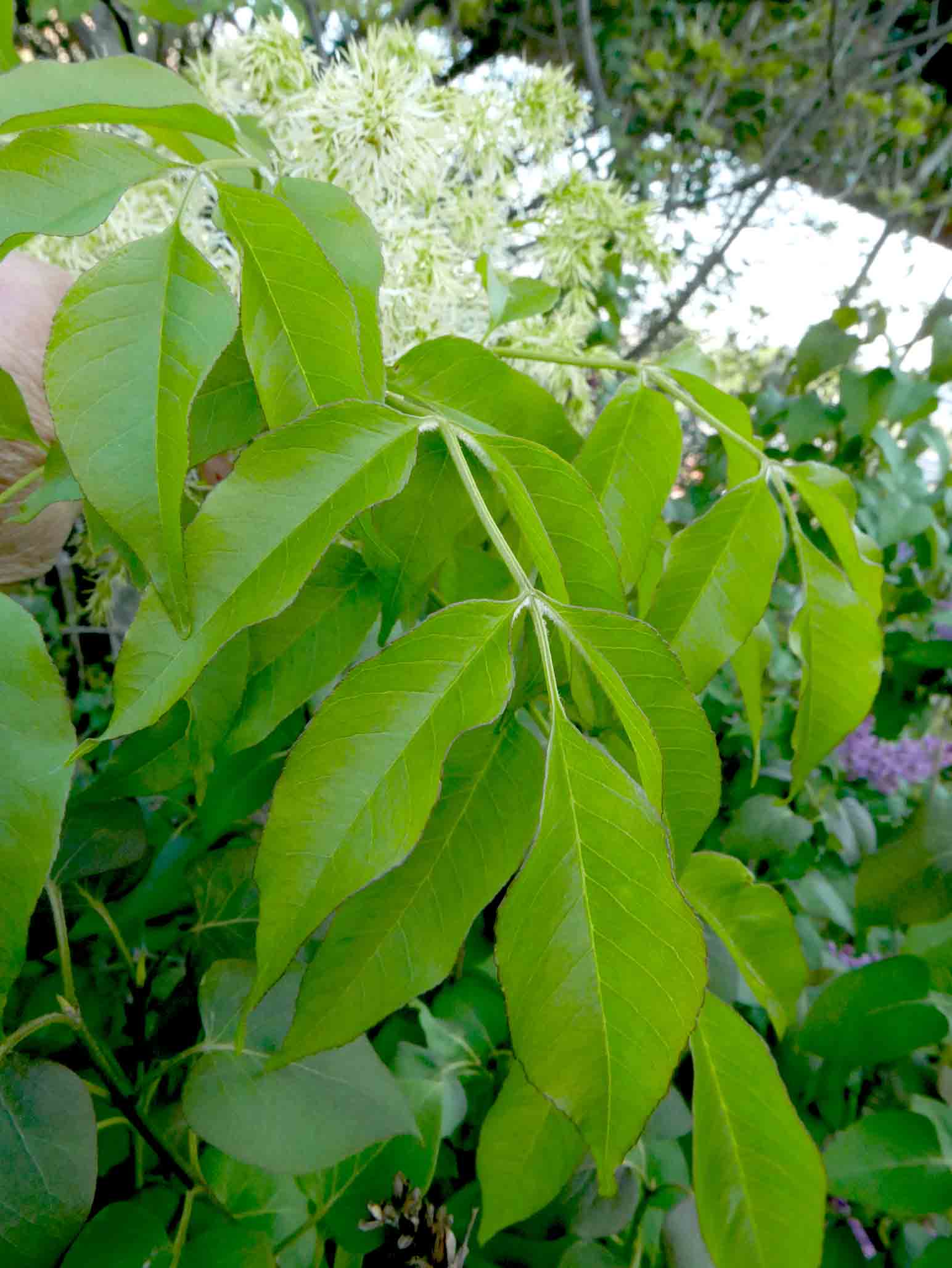 Fraxinus ornus
