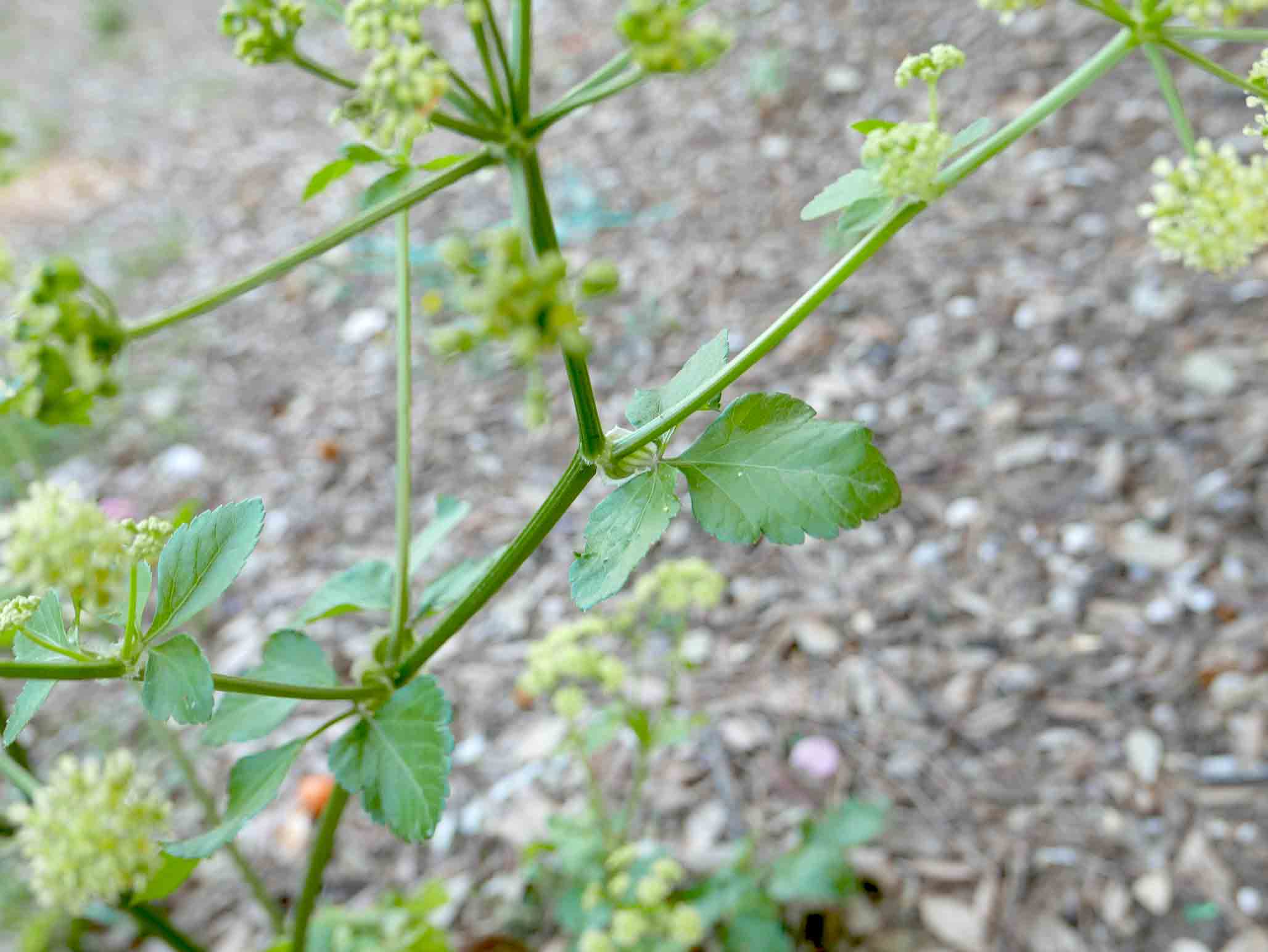 Smyrnium olusatrum