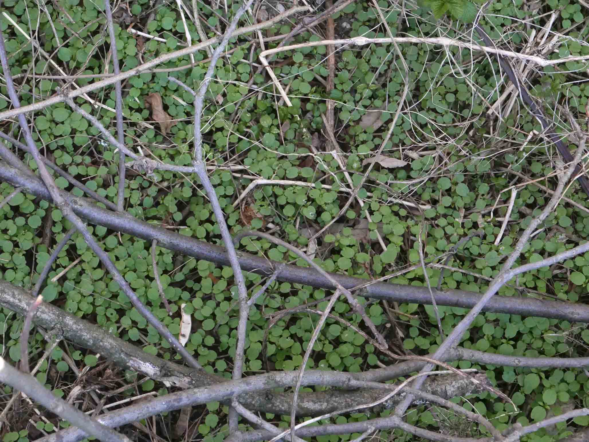 Cotiledoni di Impatiens glandulifera