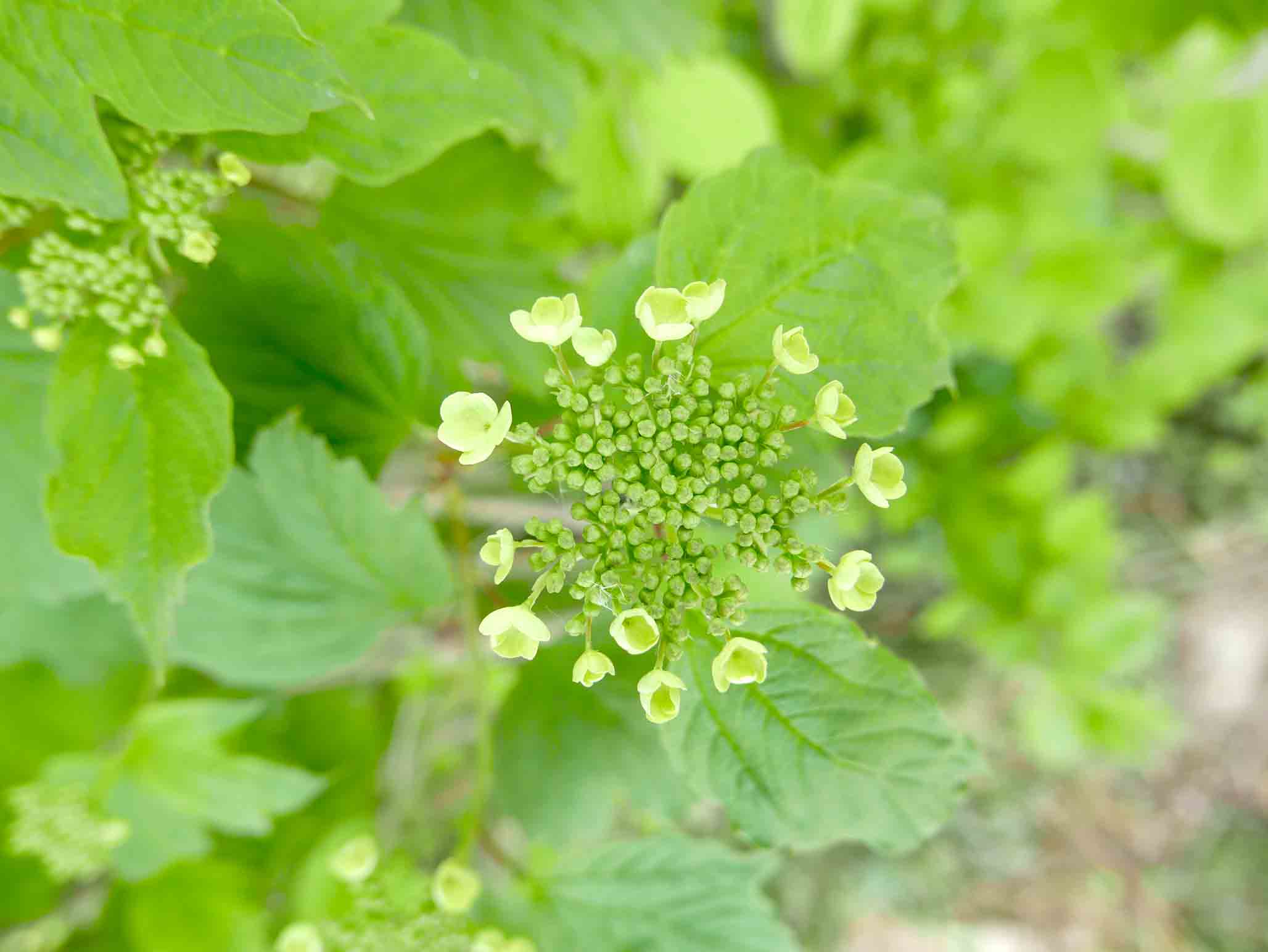 Viburnum opulus