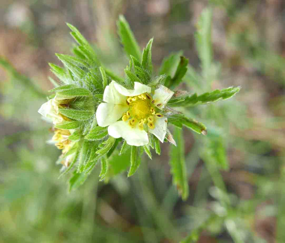 Potentilla recta / Cinquefoglia diritta