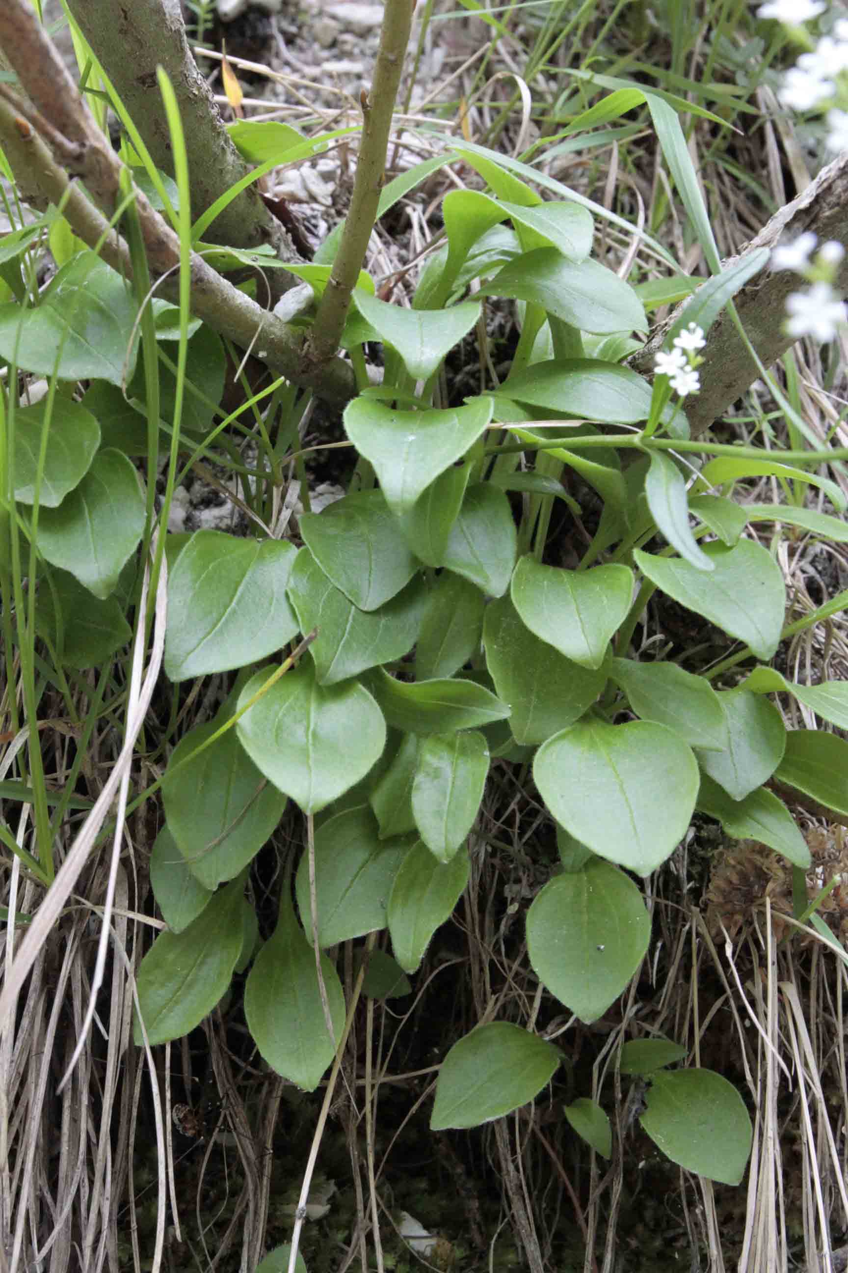 Valeriana saxatilis / Valeriana delle rupi