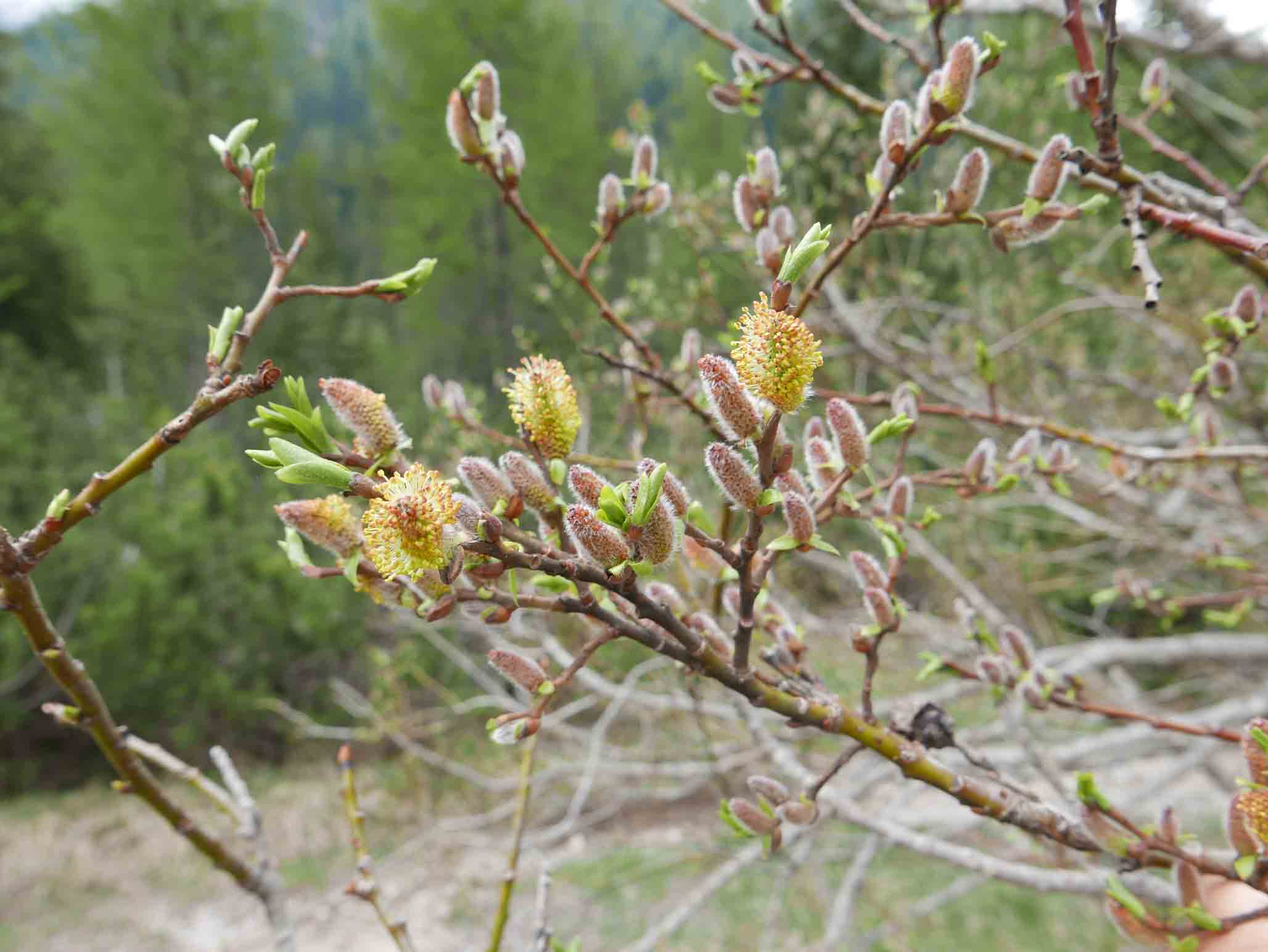 Salix purpurea / Salice rosso