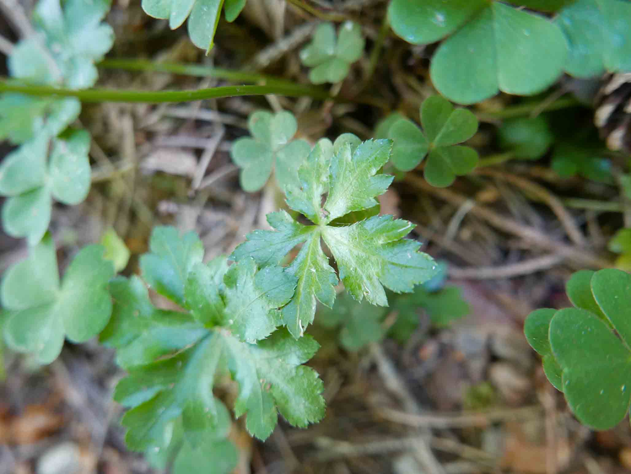 Sanicula europea