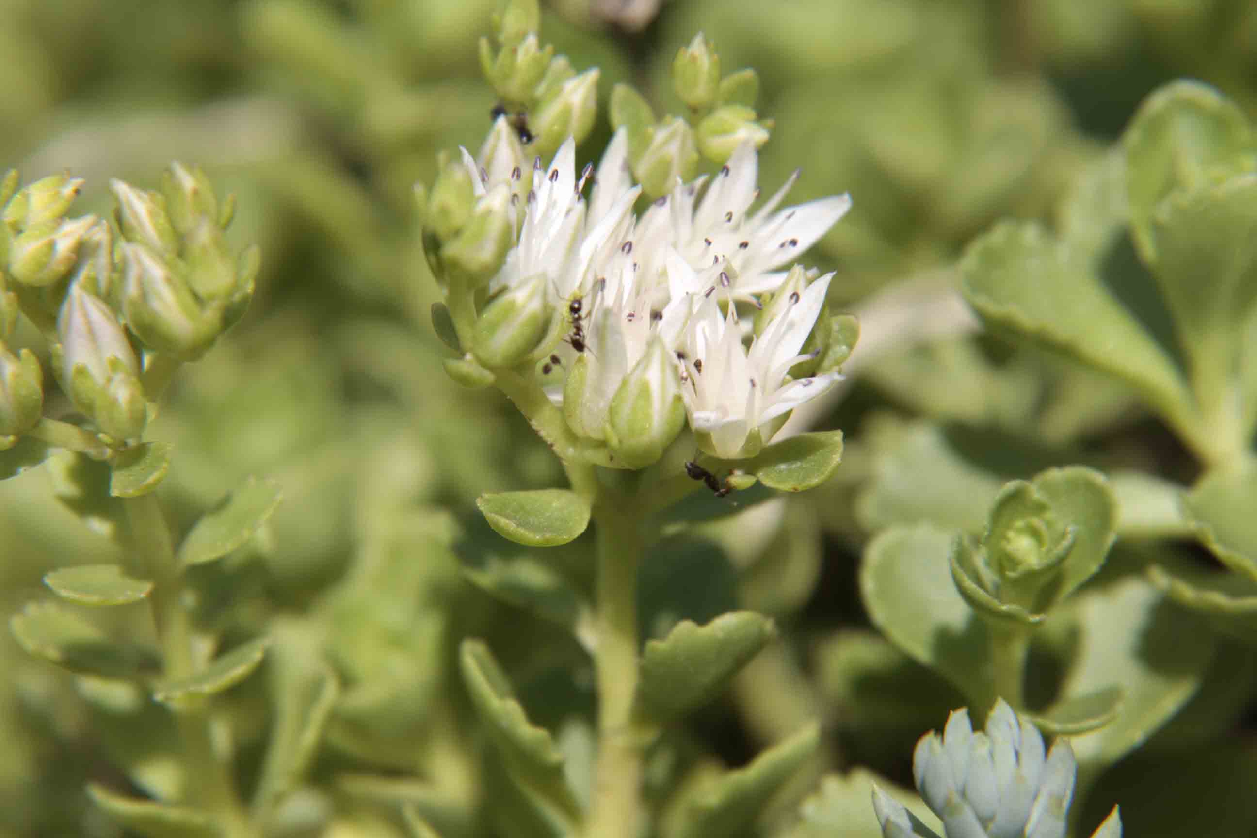 Sedum spurium (=Phedimus spurius) / Borracina caucasica