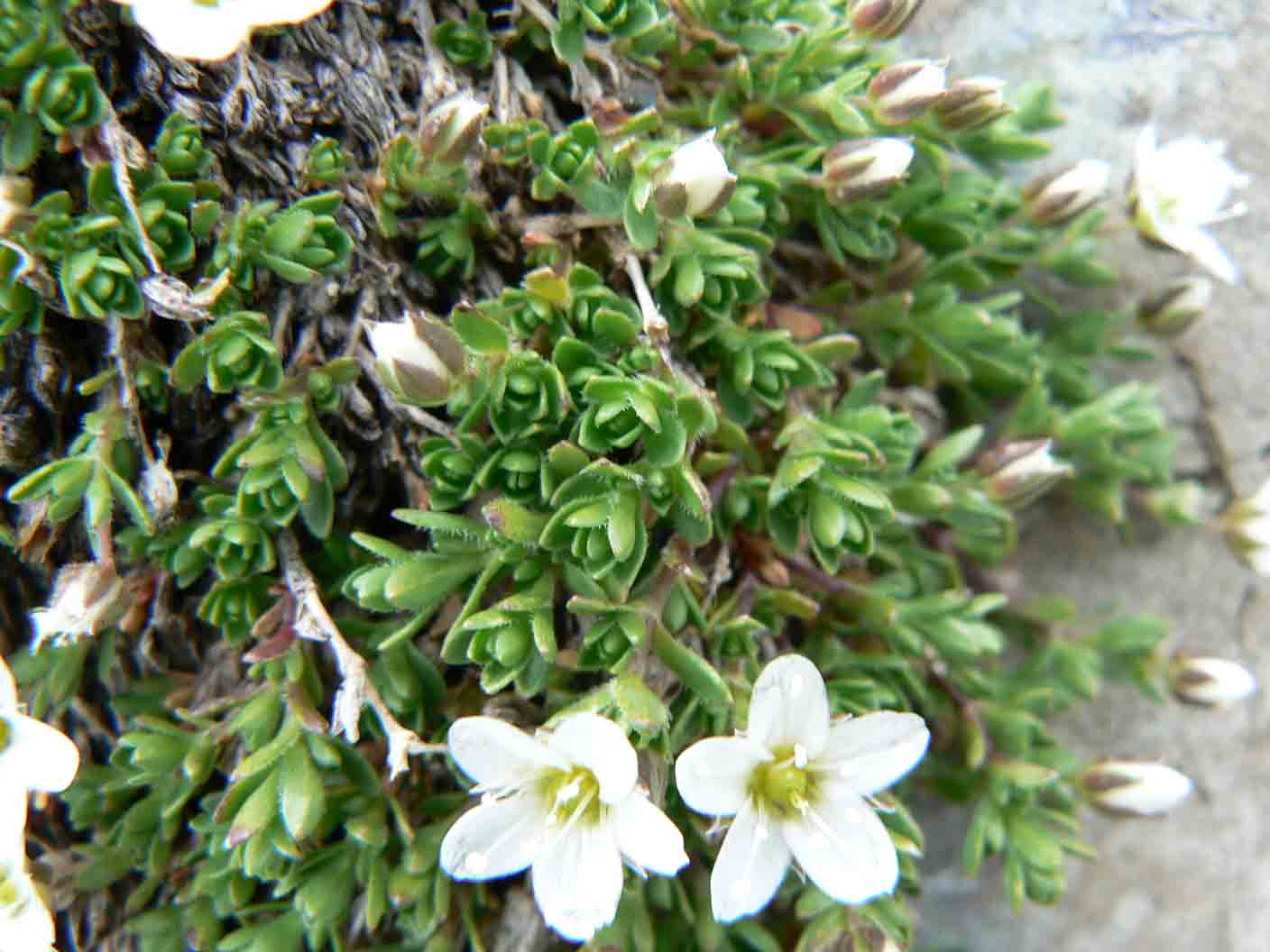 Arenaria ciliata / Arenaria cigliata