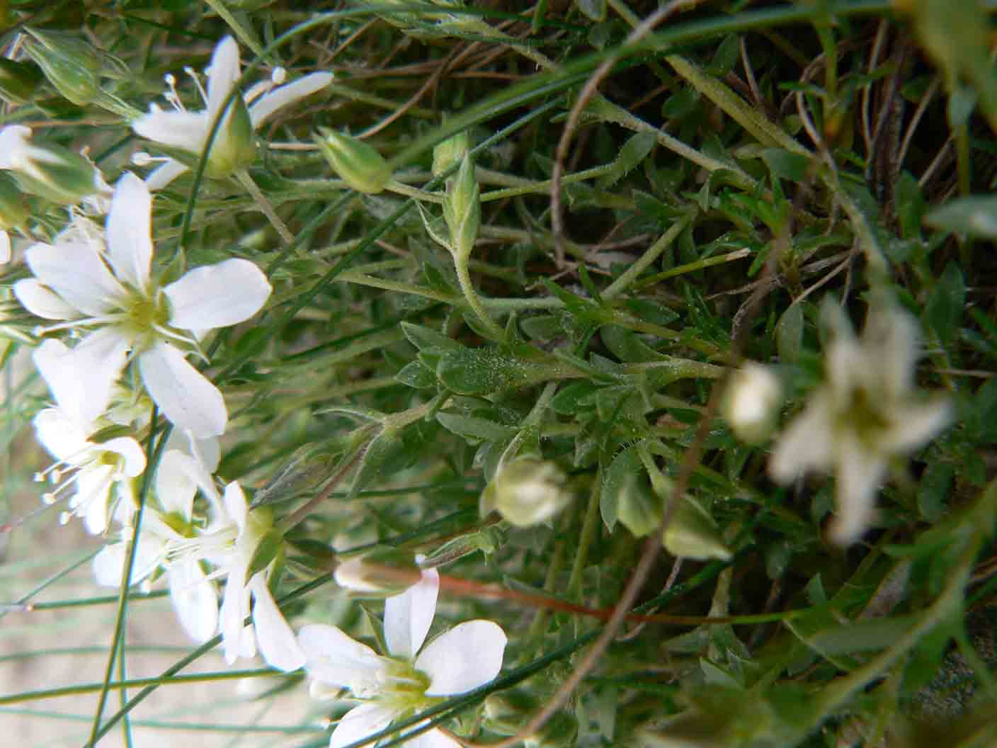 Arenaria gothica ssp. moehringioides/Arenaria moehringioide