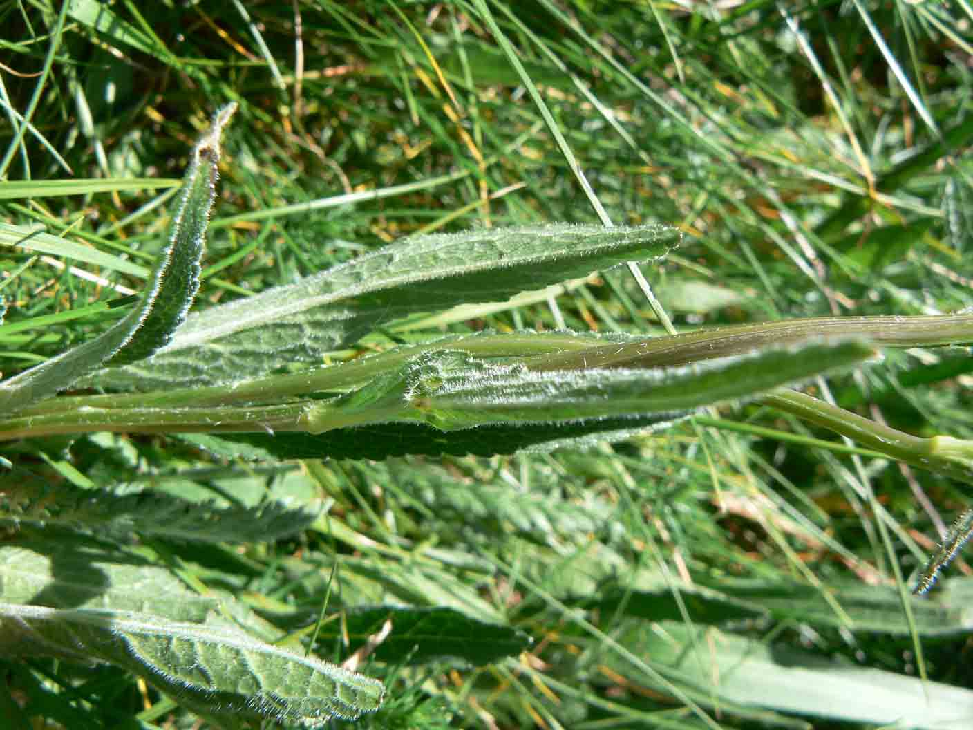 Phyteuma orbiculare