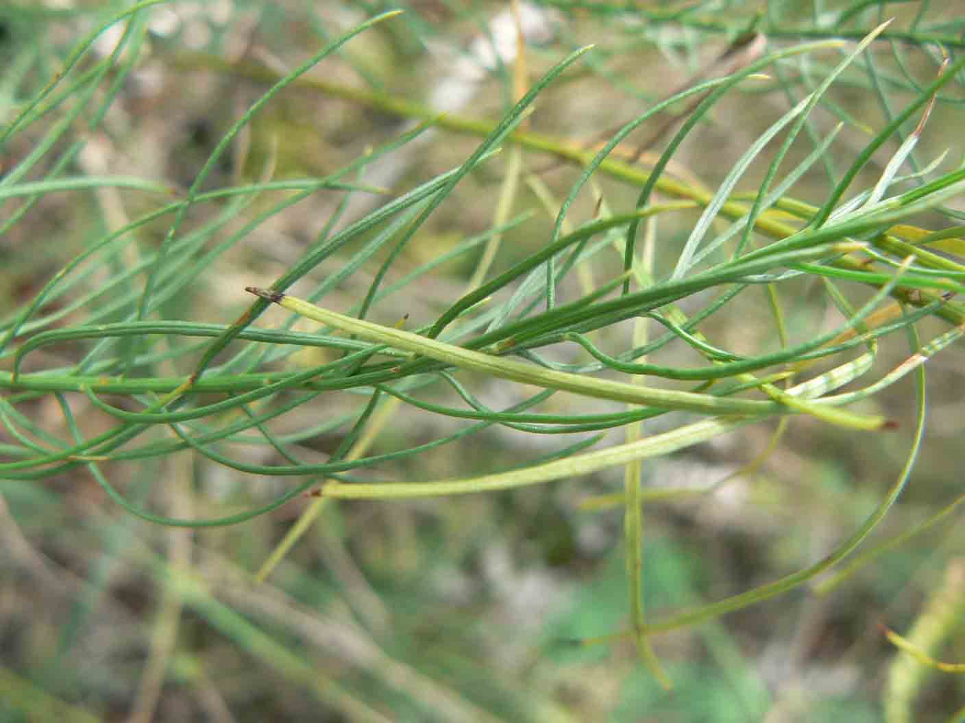 Galatella linosyris