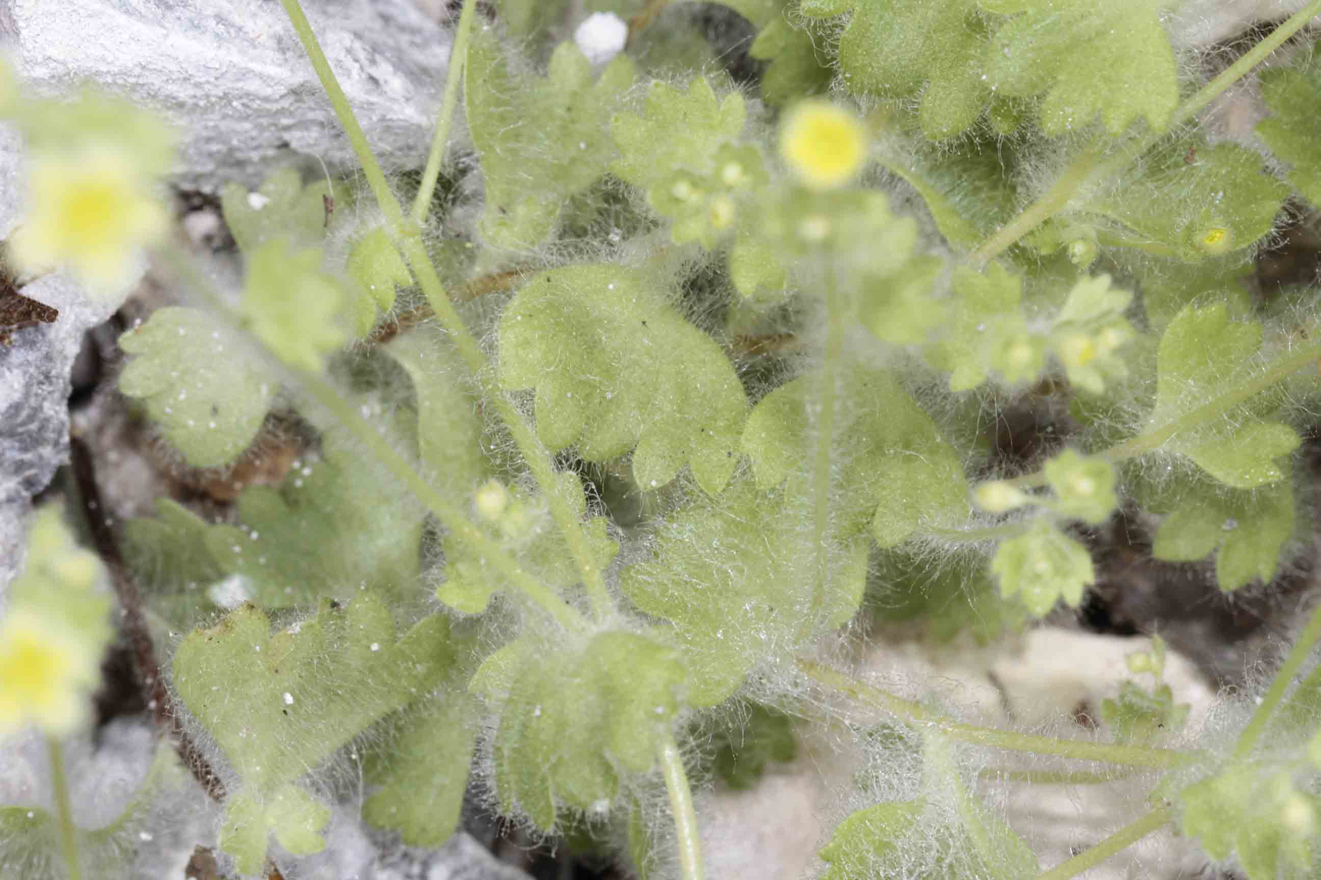 Saxifraga arachnoidea  / Sassifraga ragnatelosa