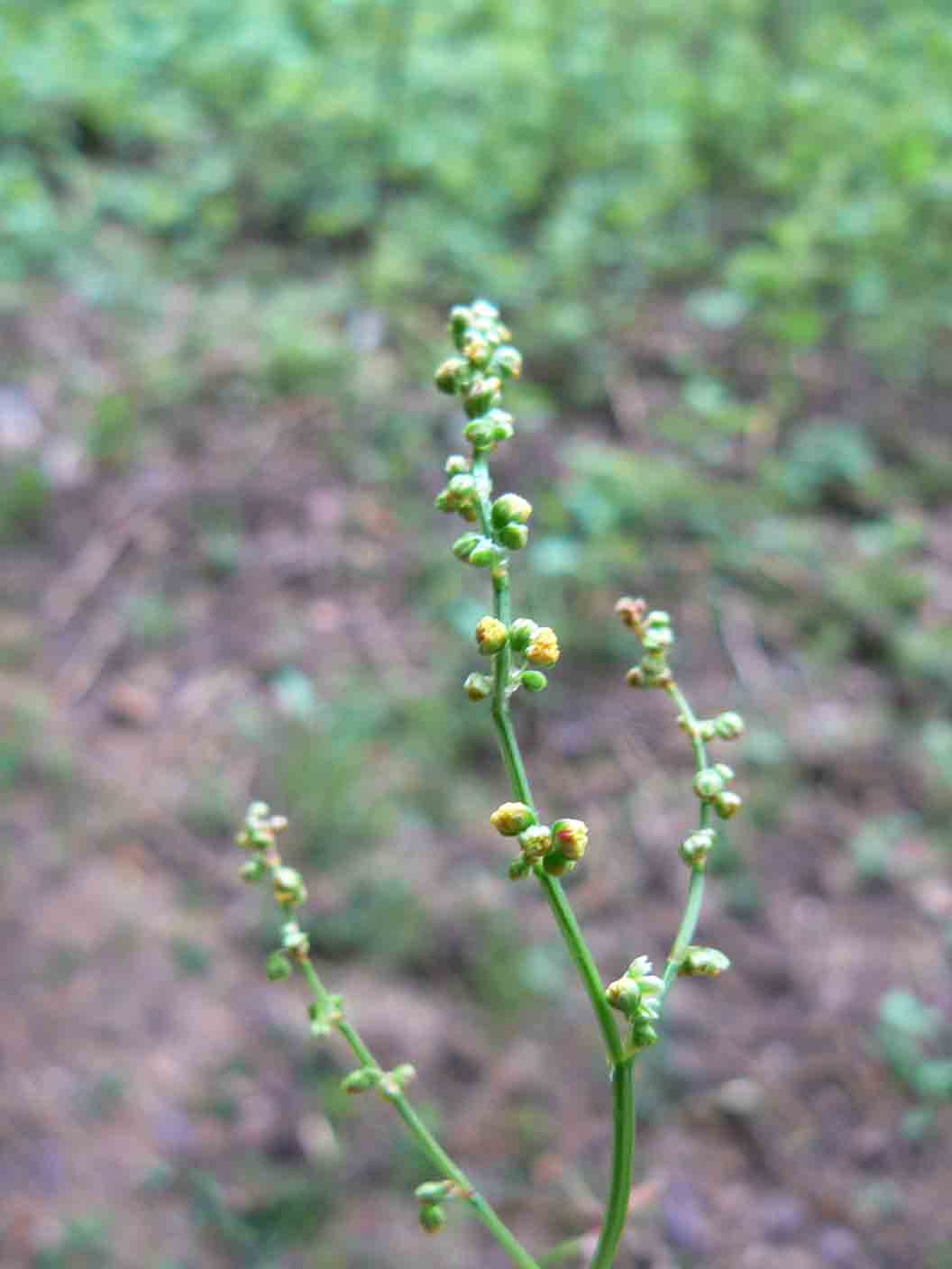 Reseda phyteuma