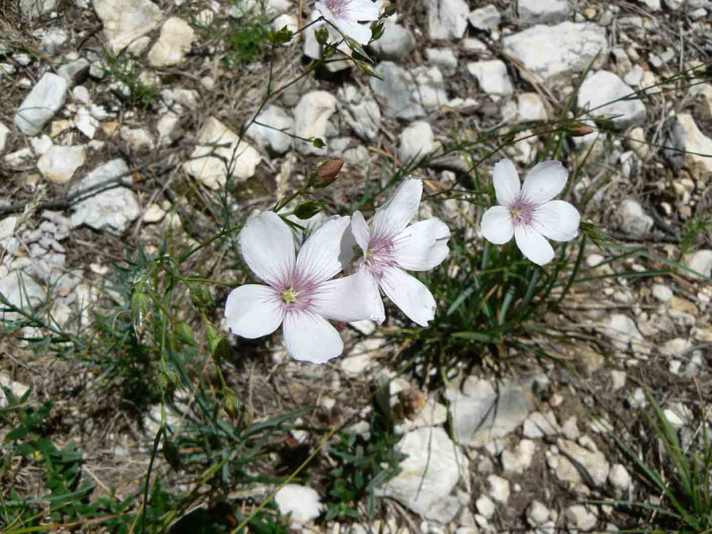 Linum tenuifolium