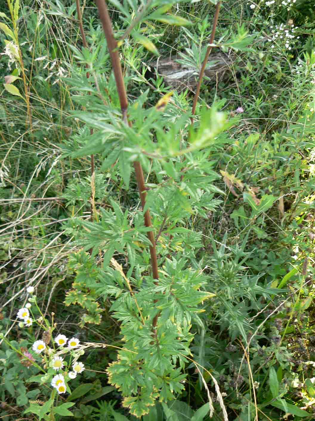 Artemisia vulgaris