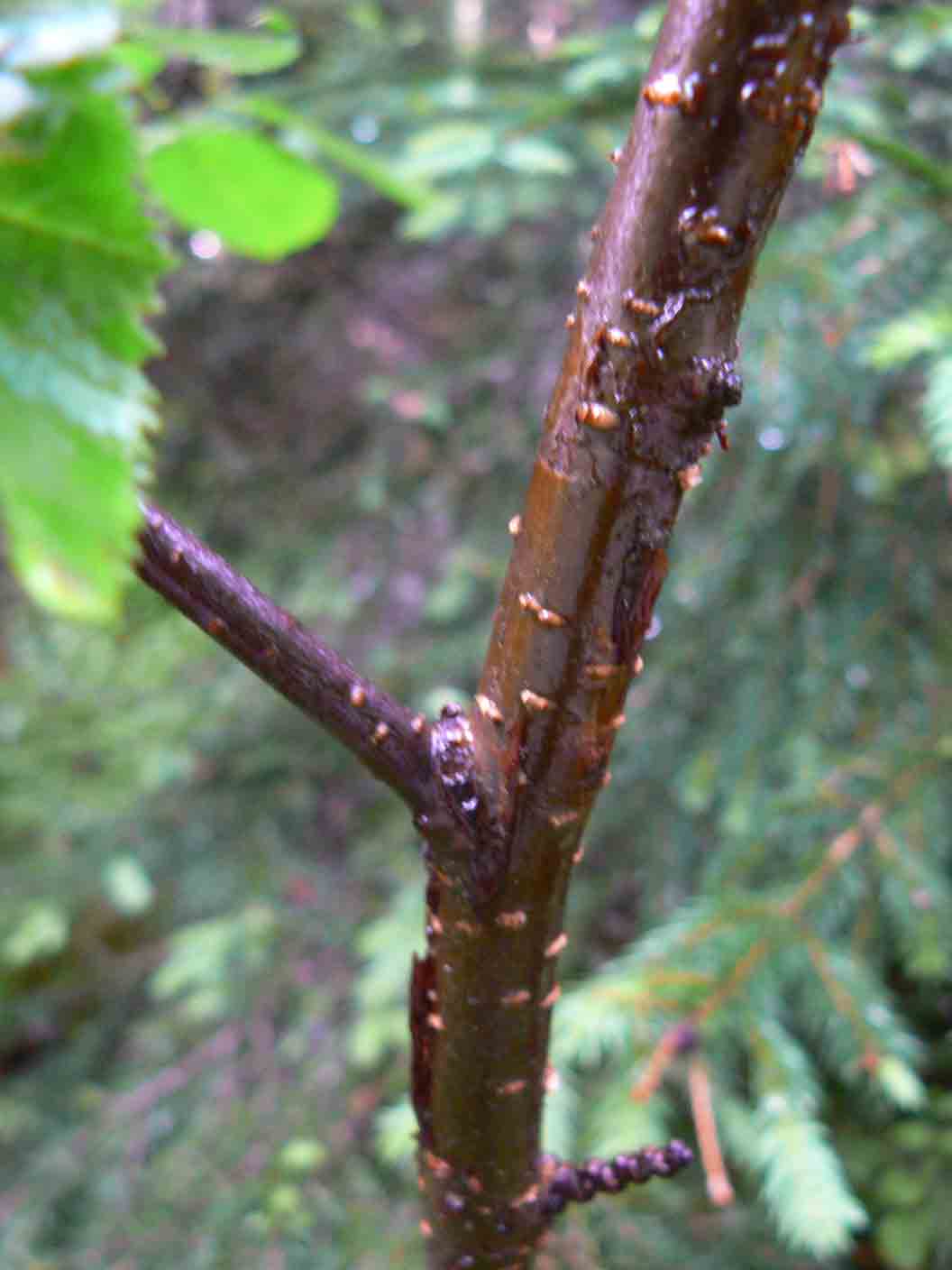 Alnus viridis / Ontano verde