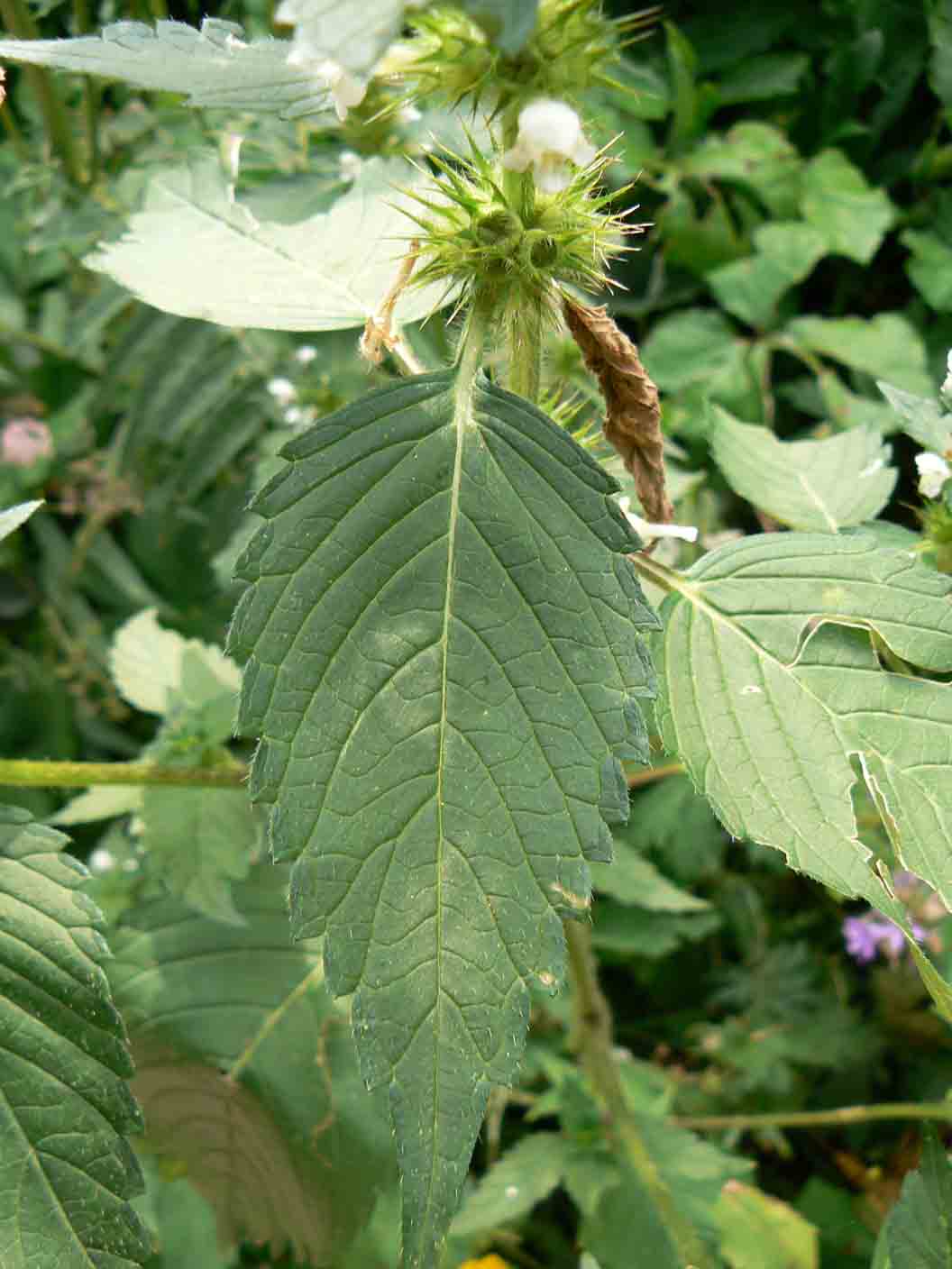 Galeopsis tetrahit / Canapetta comune