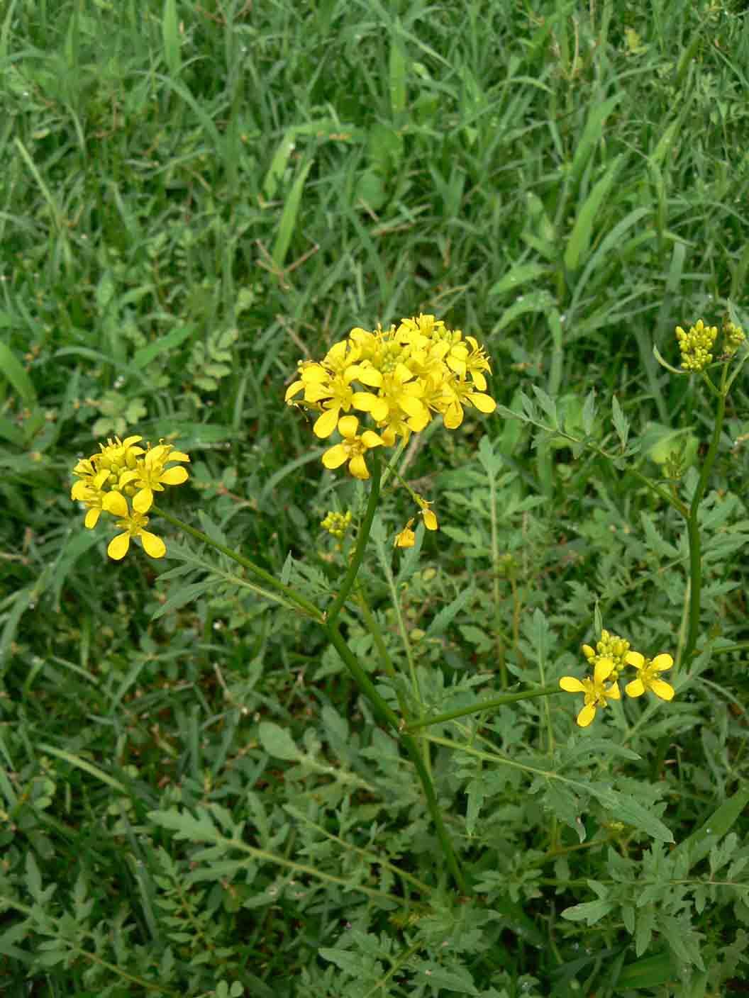 Rorippa sylvestris /  Crescione radicina