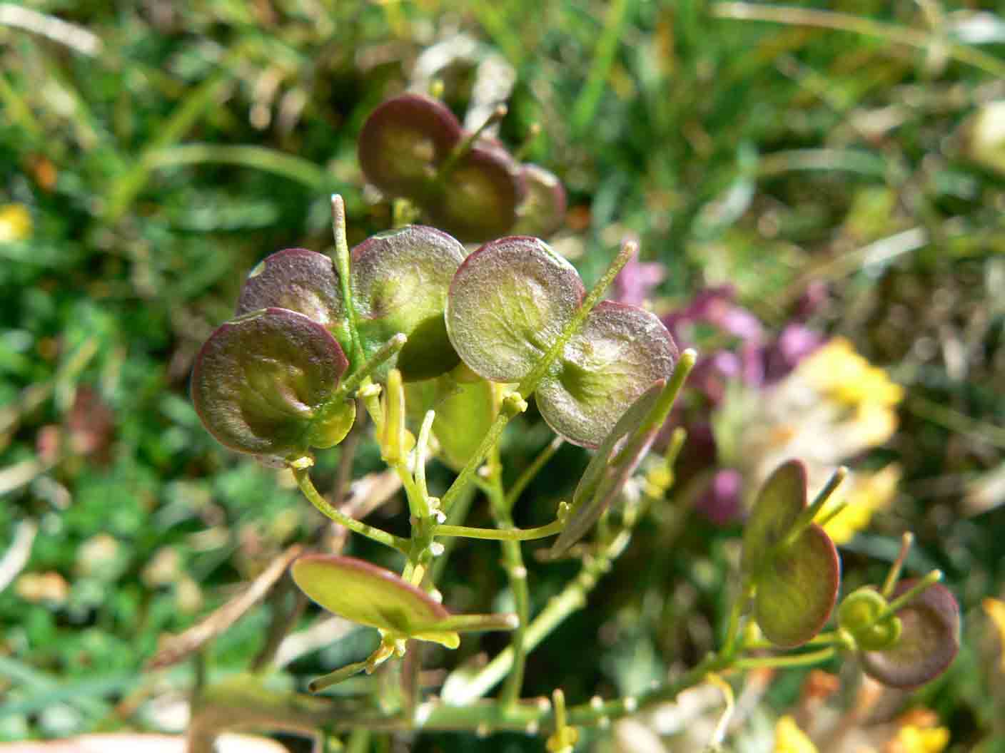 Biscutella laevigata / Biscutella montanina
