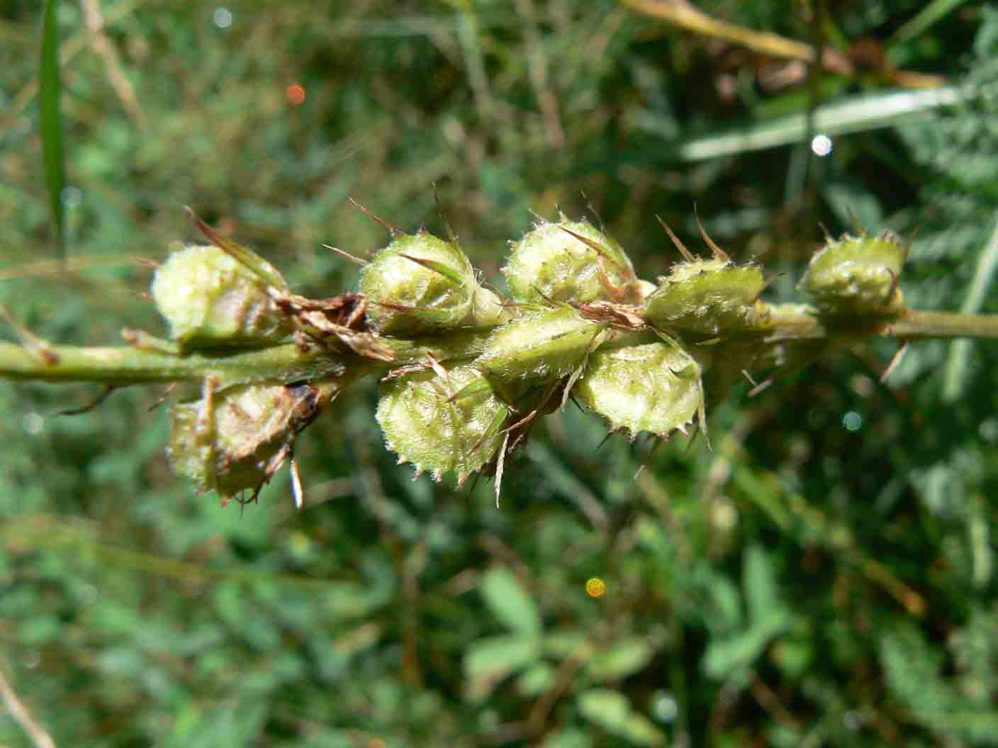 Semi da id -  Onobrychis sp.