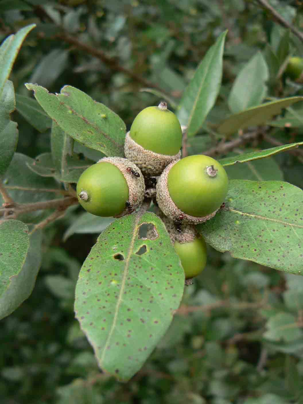 Quercus ilex