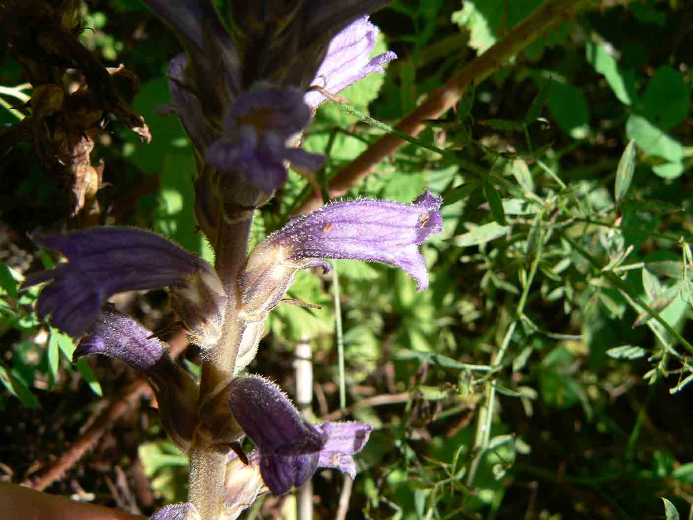 Orobanche purpurea / Succiamele azzurro