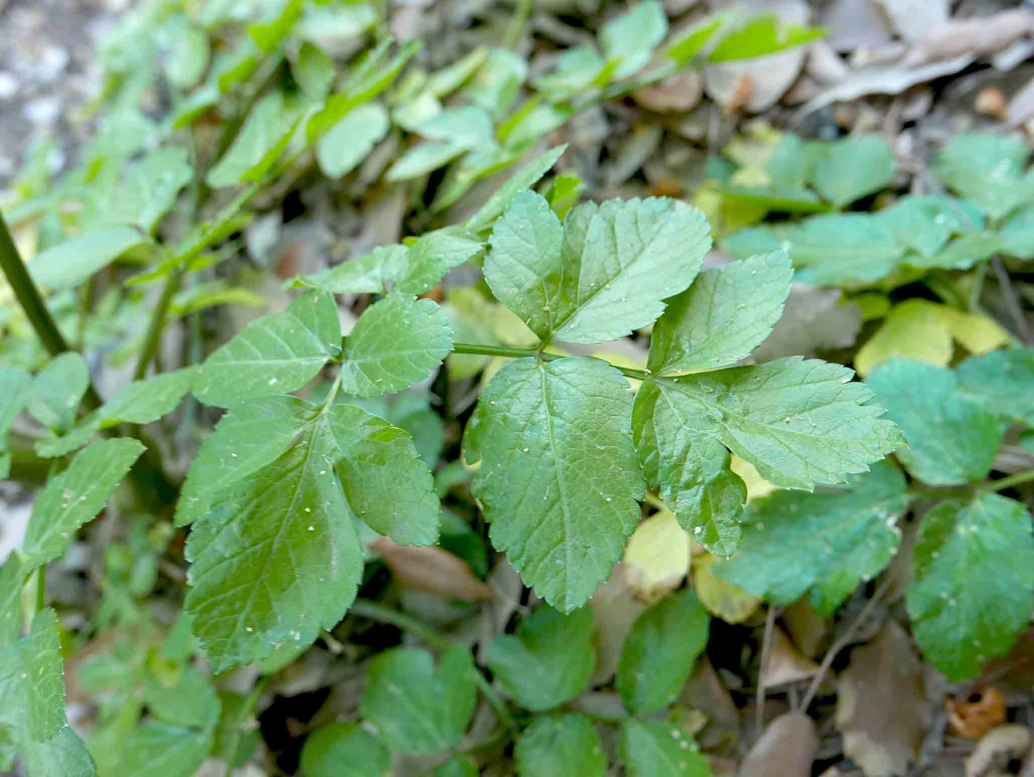 Smyrnium olusatrum
