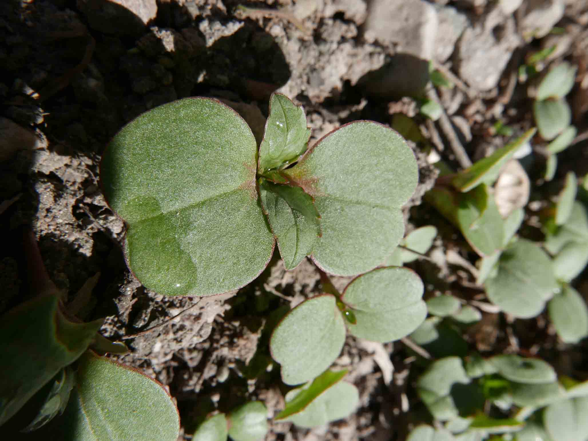 Cotiledoni di Impatiens glandulifera