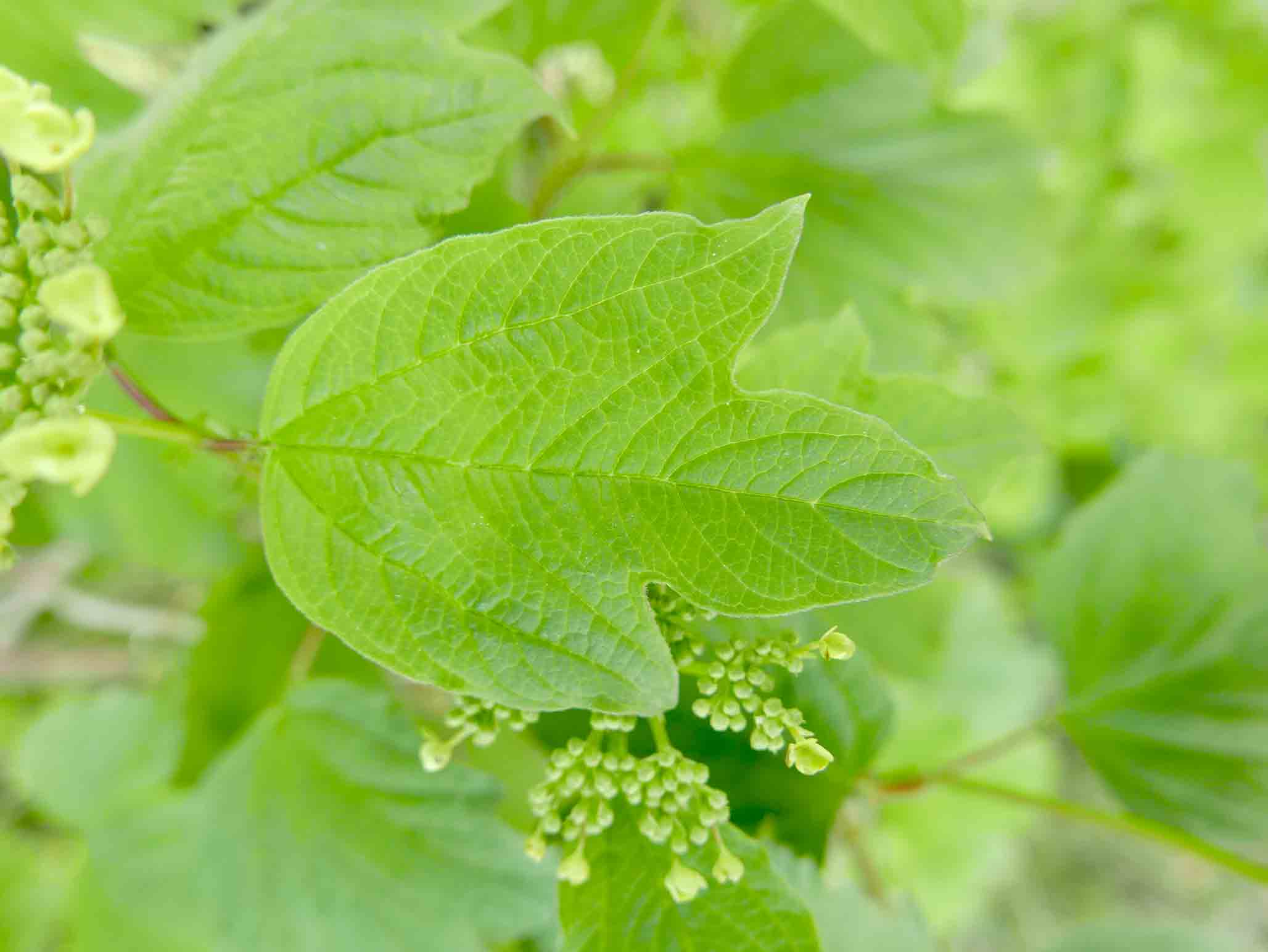 Viburnum opulus
