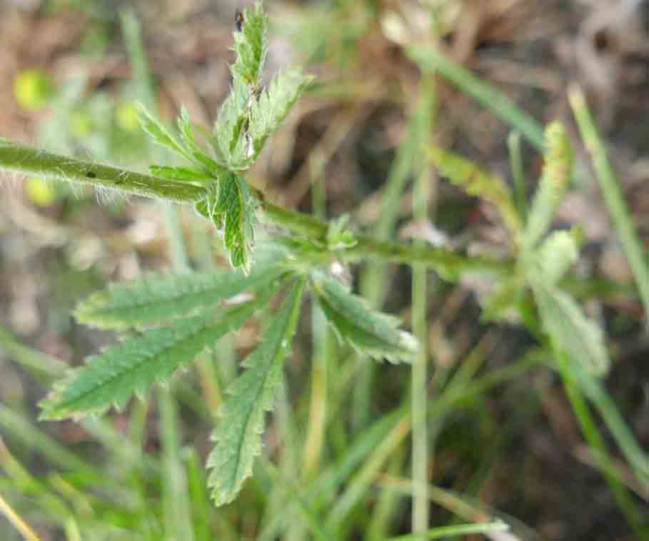 Potentilla recta / Cinquefoglia diritta