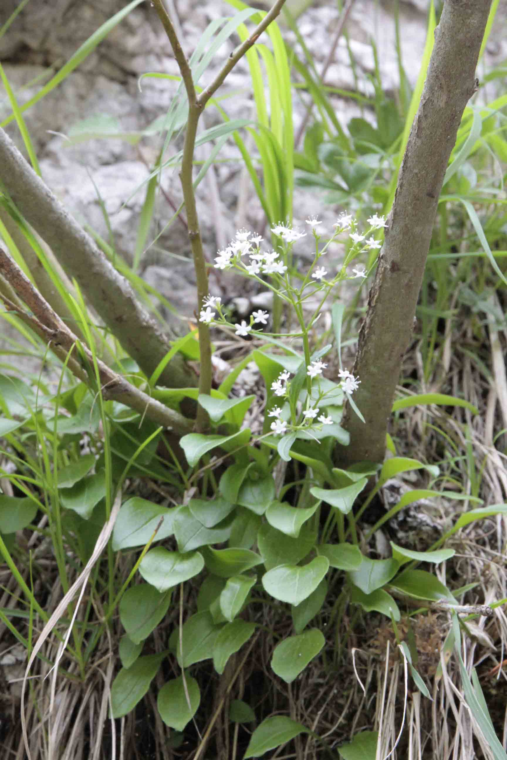 Valeriana saxatilis / Valeriana delle rupi