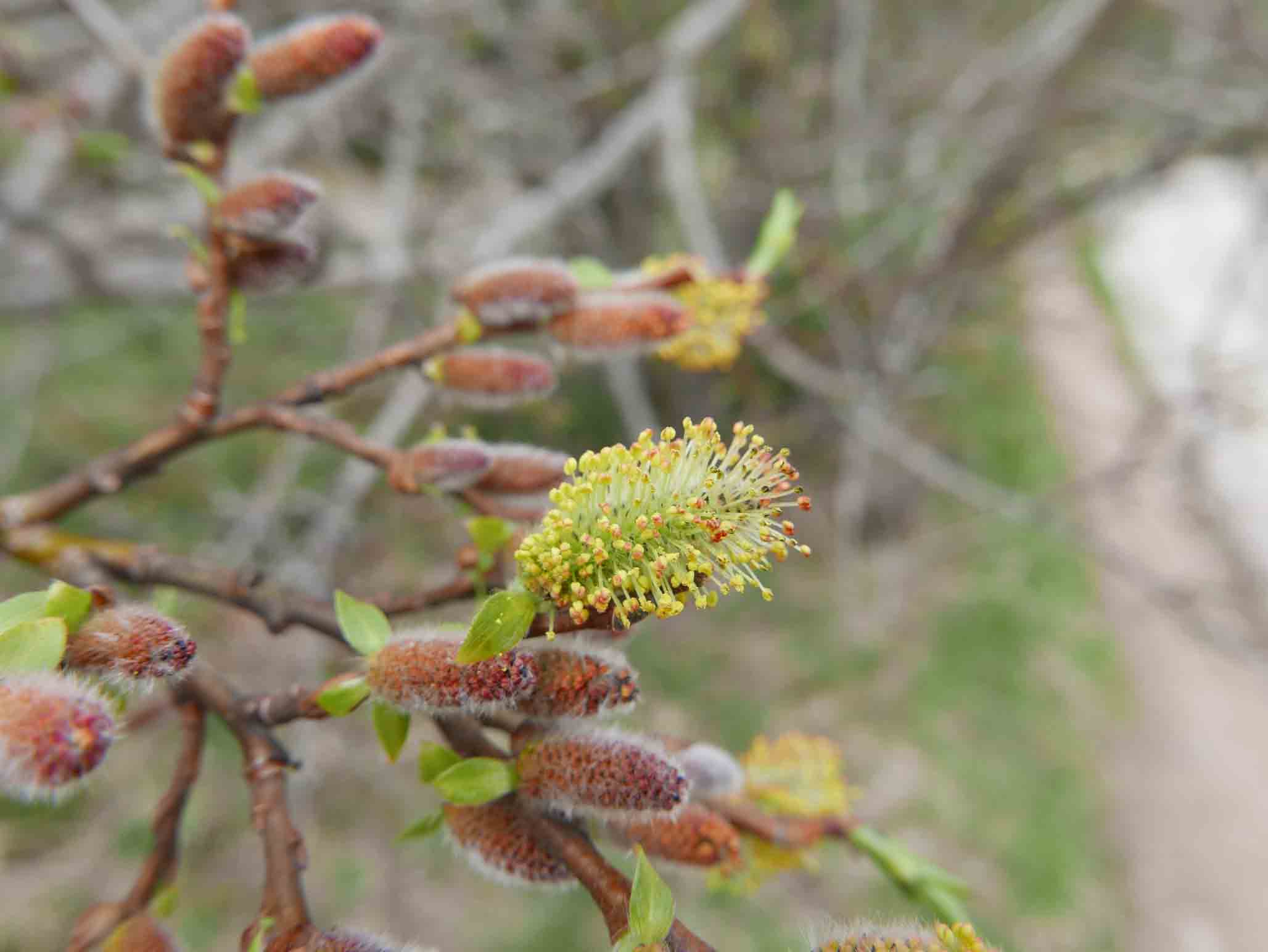 Salix purpurea / Salice rosso