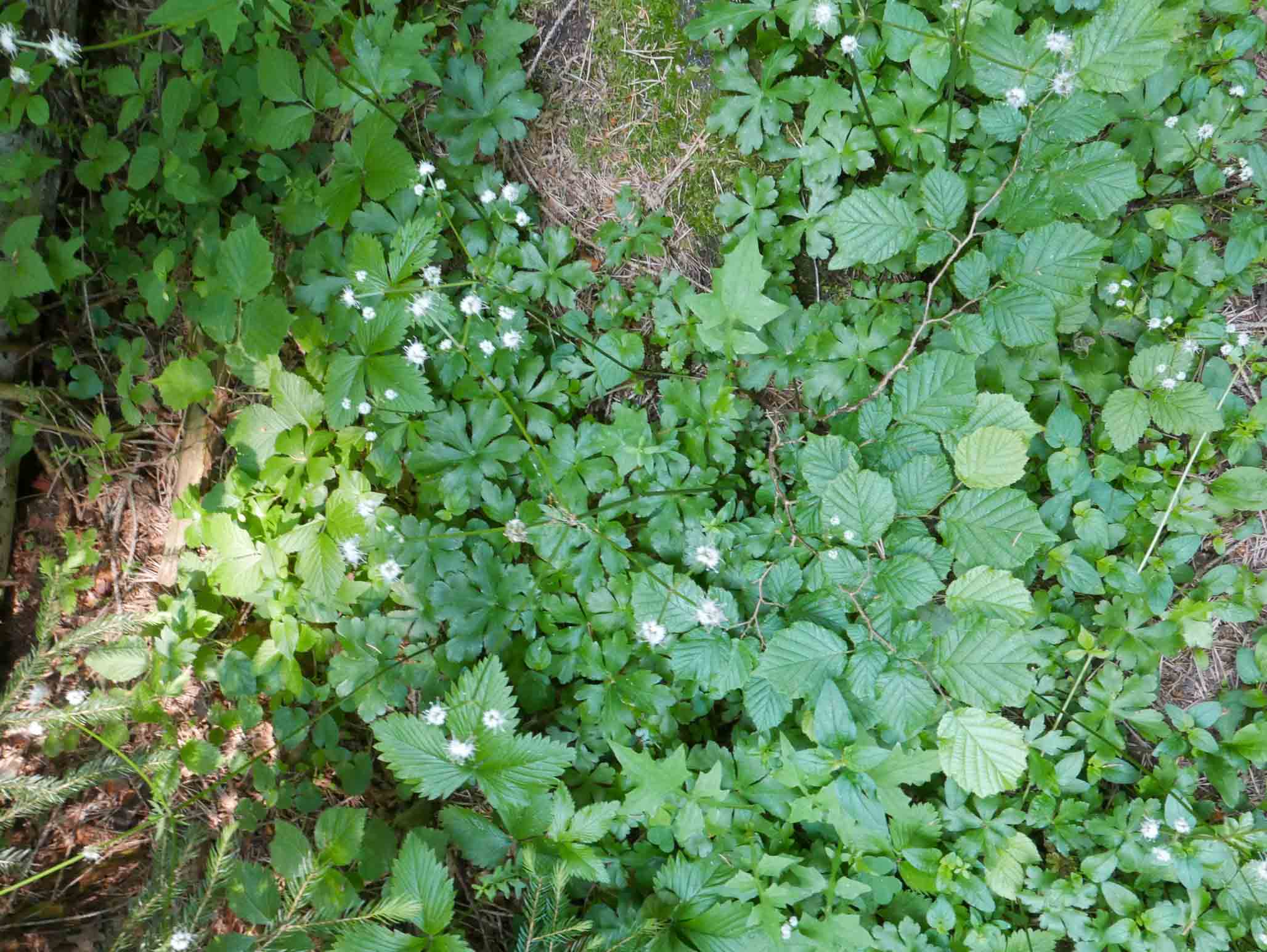 Sanicula europea