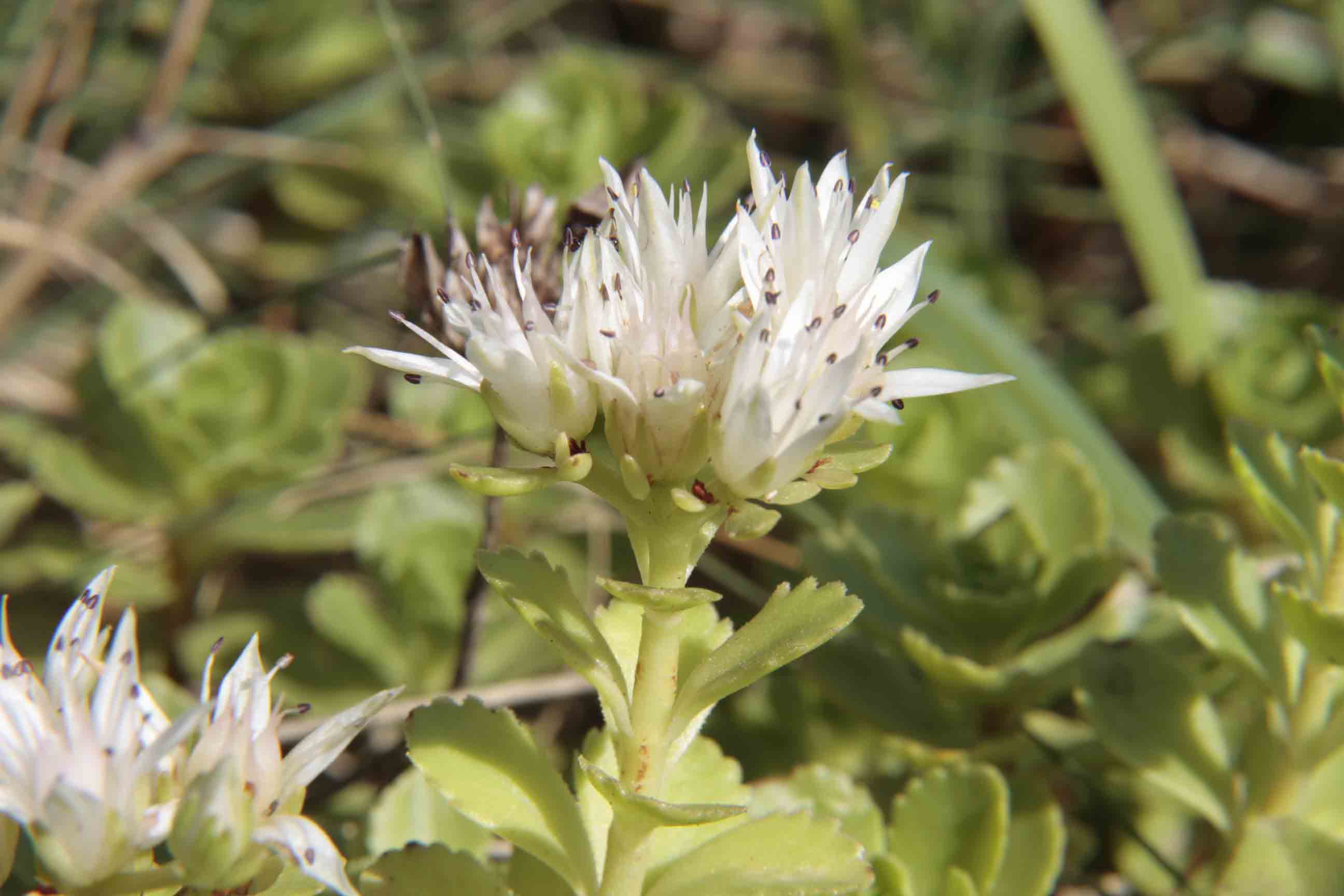 Sedum spurium (=Phedimus spurius) / Borracina caucasica