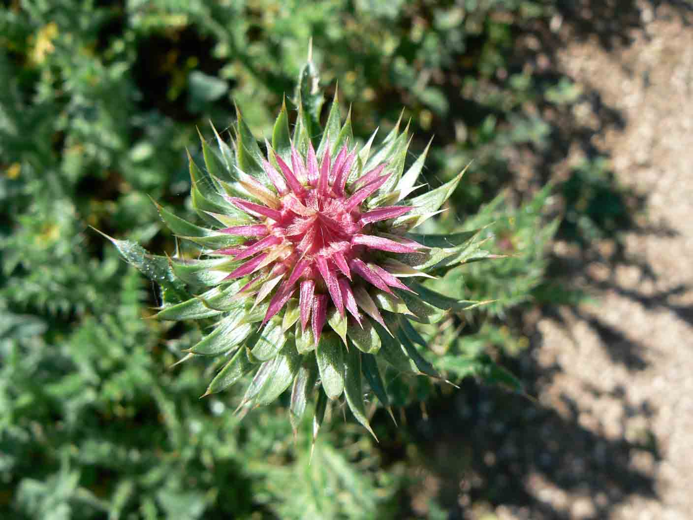 Carduus nutans