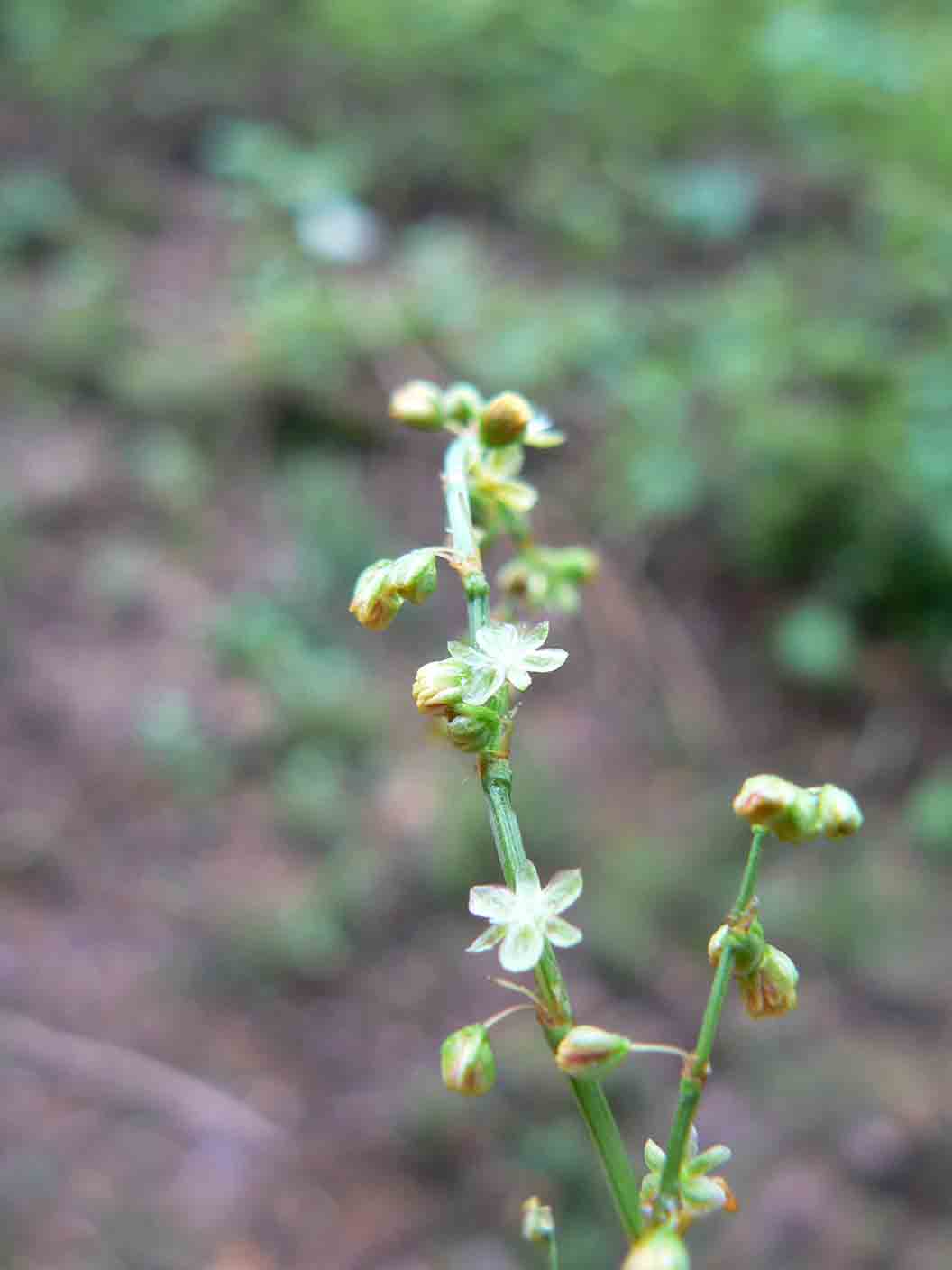 Reseda phyteuma