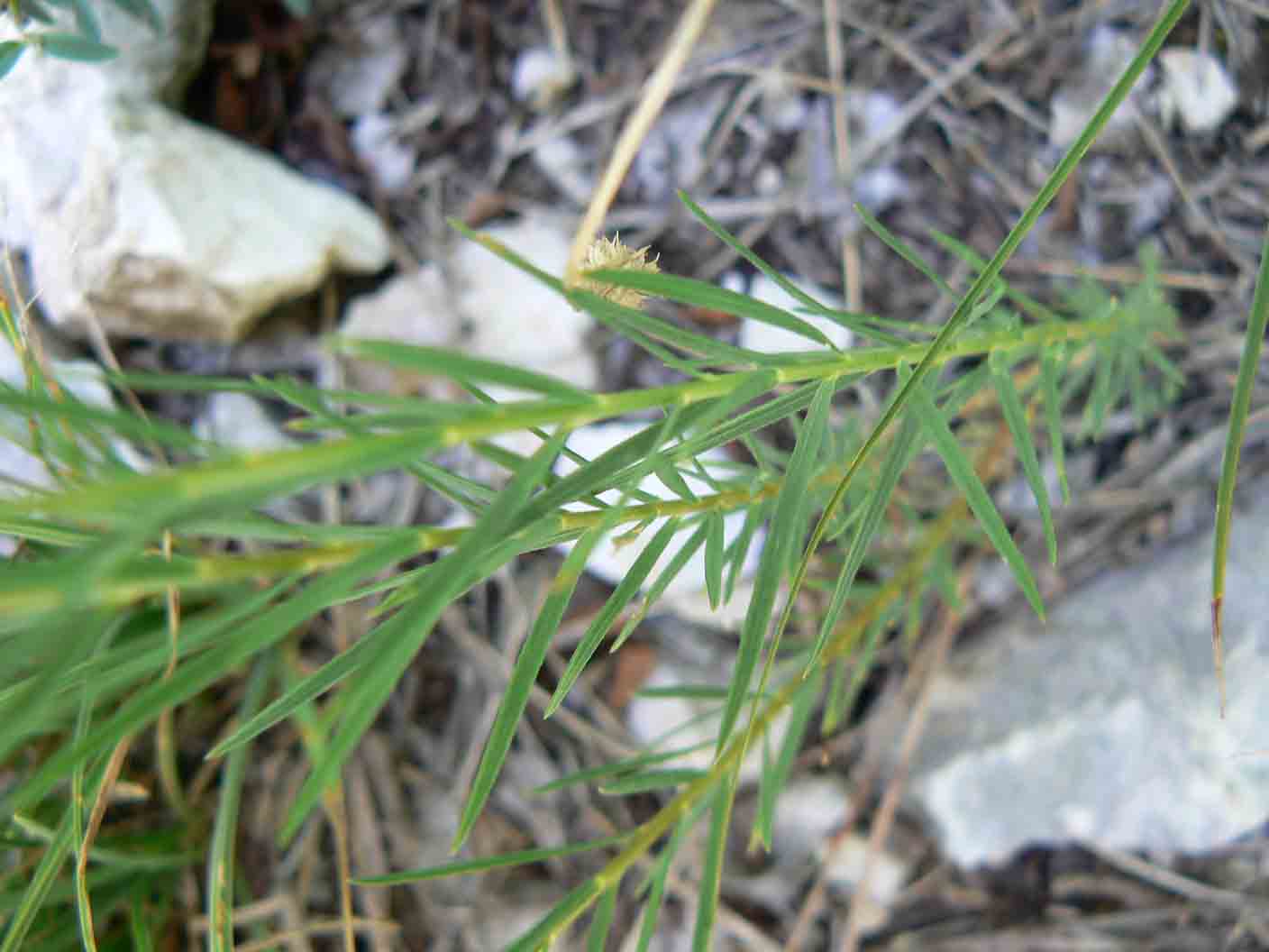 Linum tenuifolium
