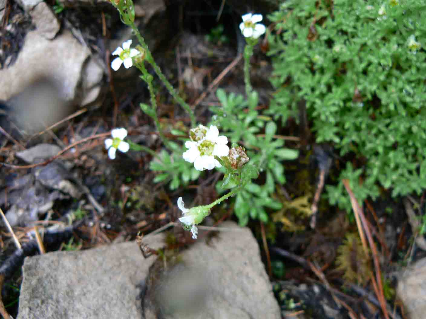 Saxifraga androsacea