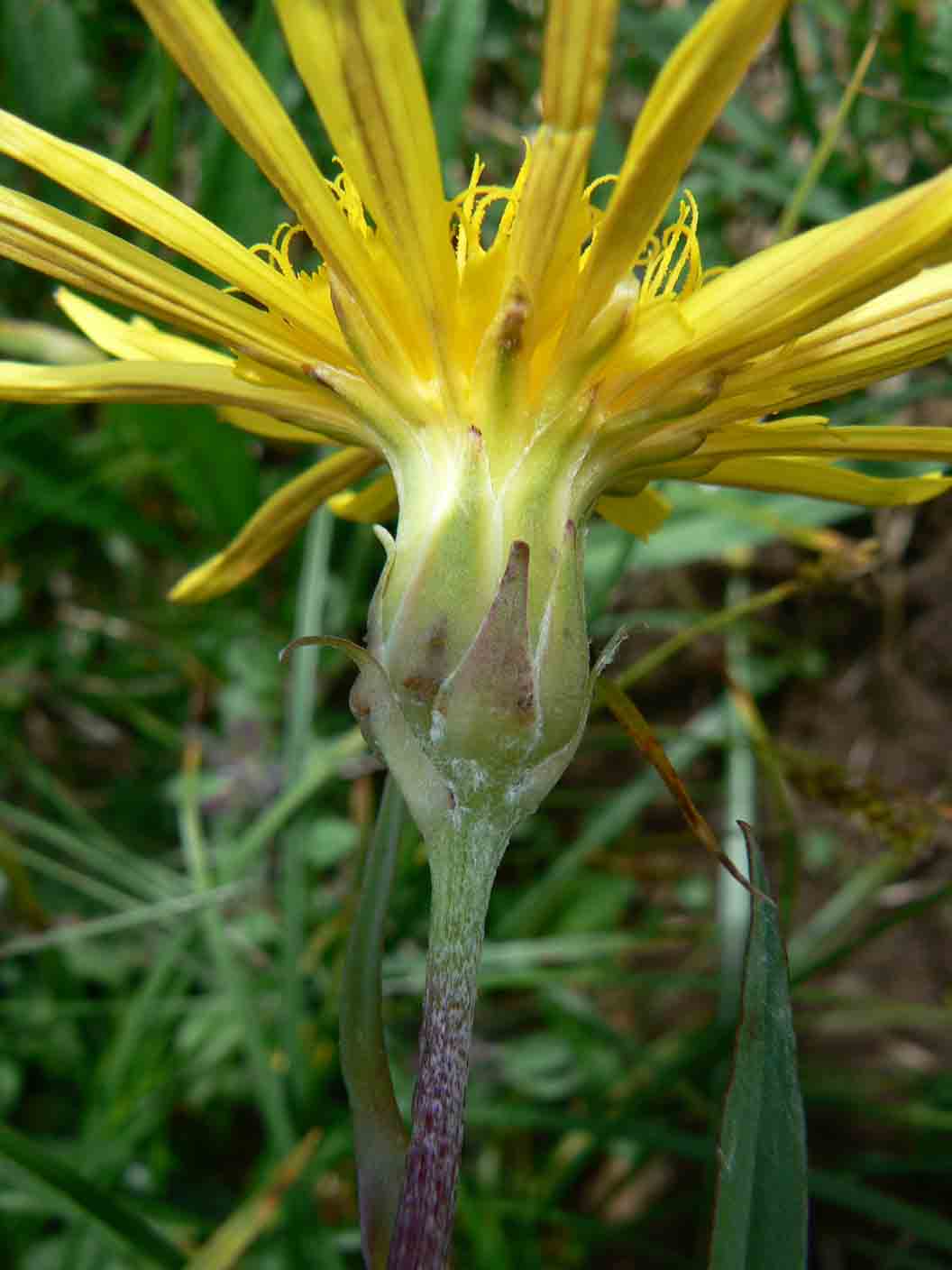 Scorzonera humilis / Scorzonera minore