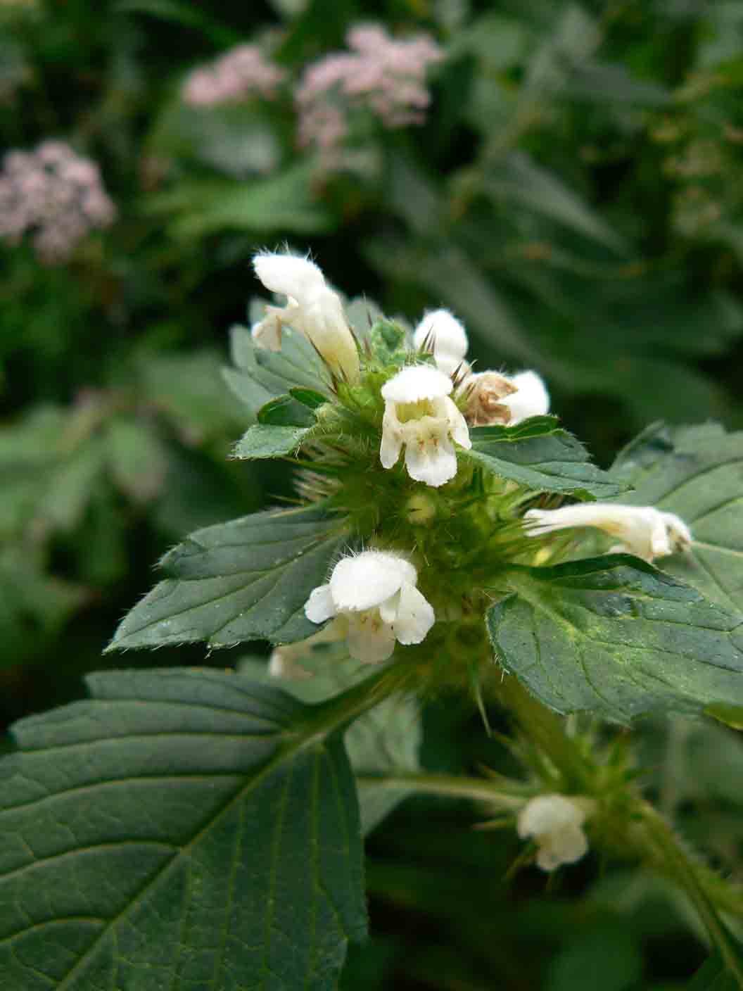 Galeopsis tetrahit / Canapetta comune