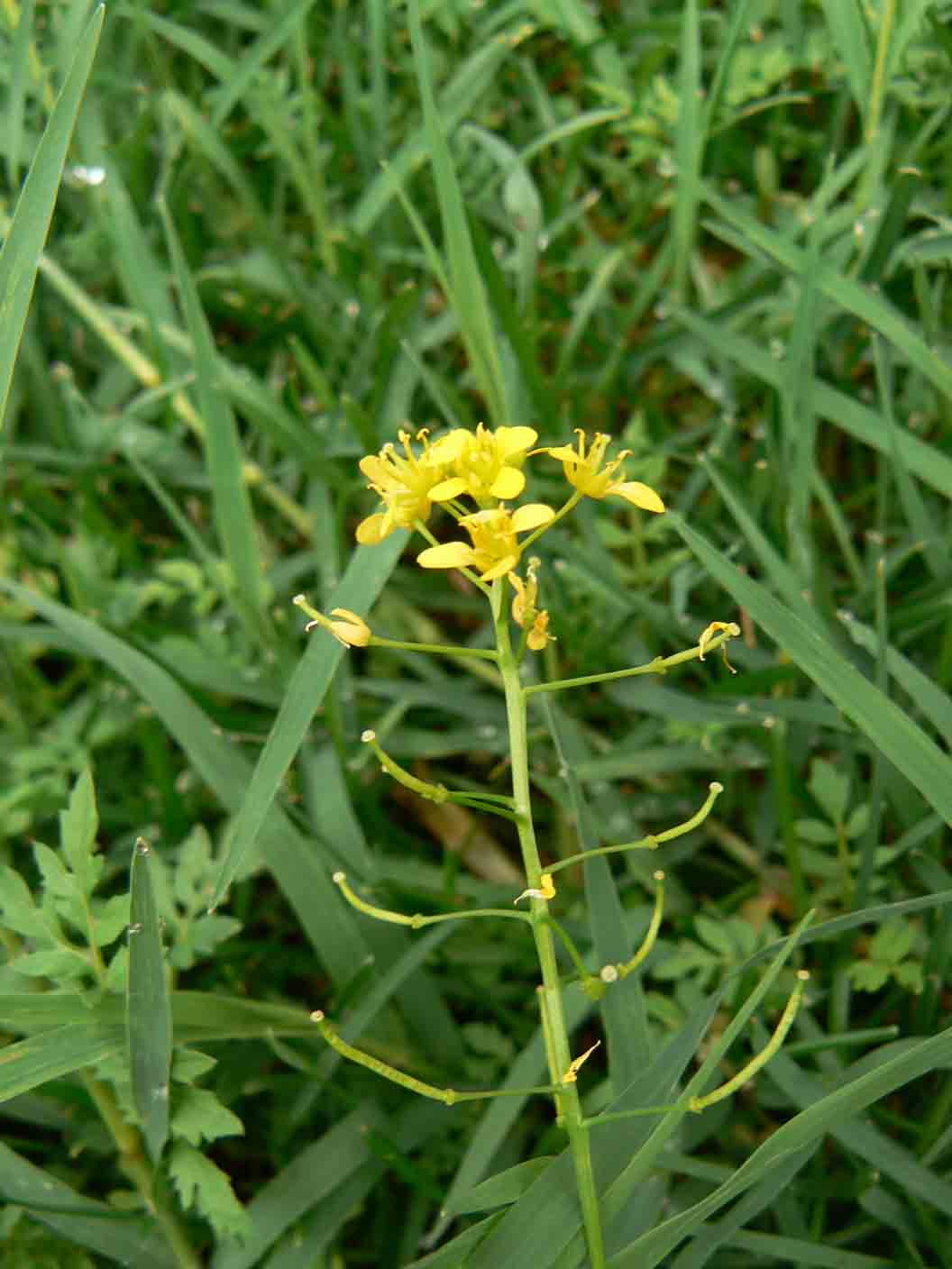 Rorippa sylvestris /  Crescione radicina