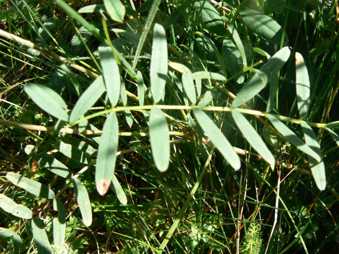 Semi da id -  Onobrychis sp.